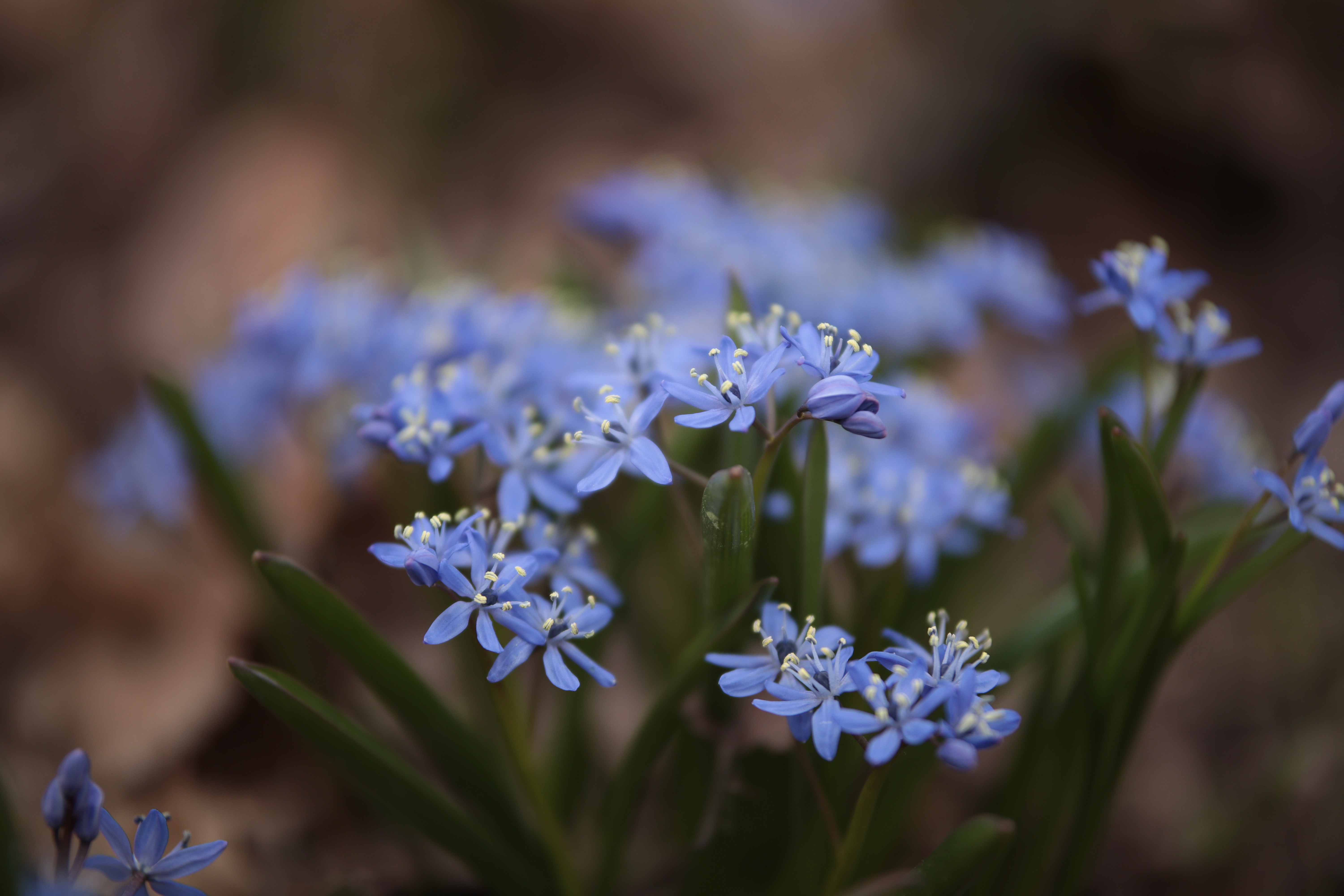 絞り開放・最短撮影距離（約95cm）で撮影。EOS 80D / 1/1,000秒 / F1.8 / 0EV / ISO100 / 絞り優先AE / 100mm