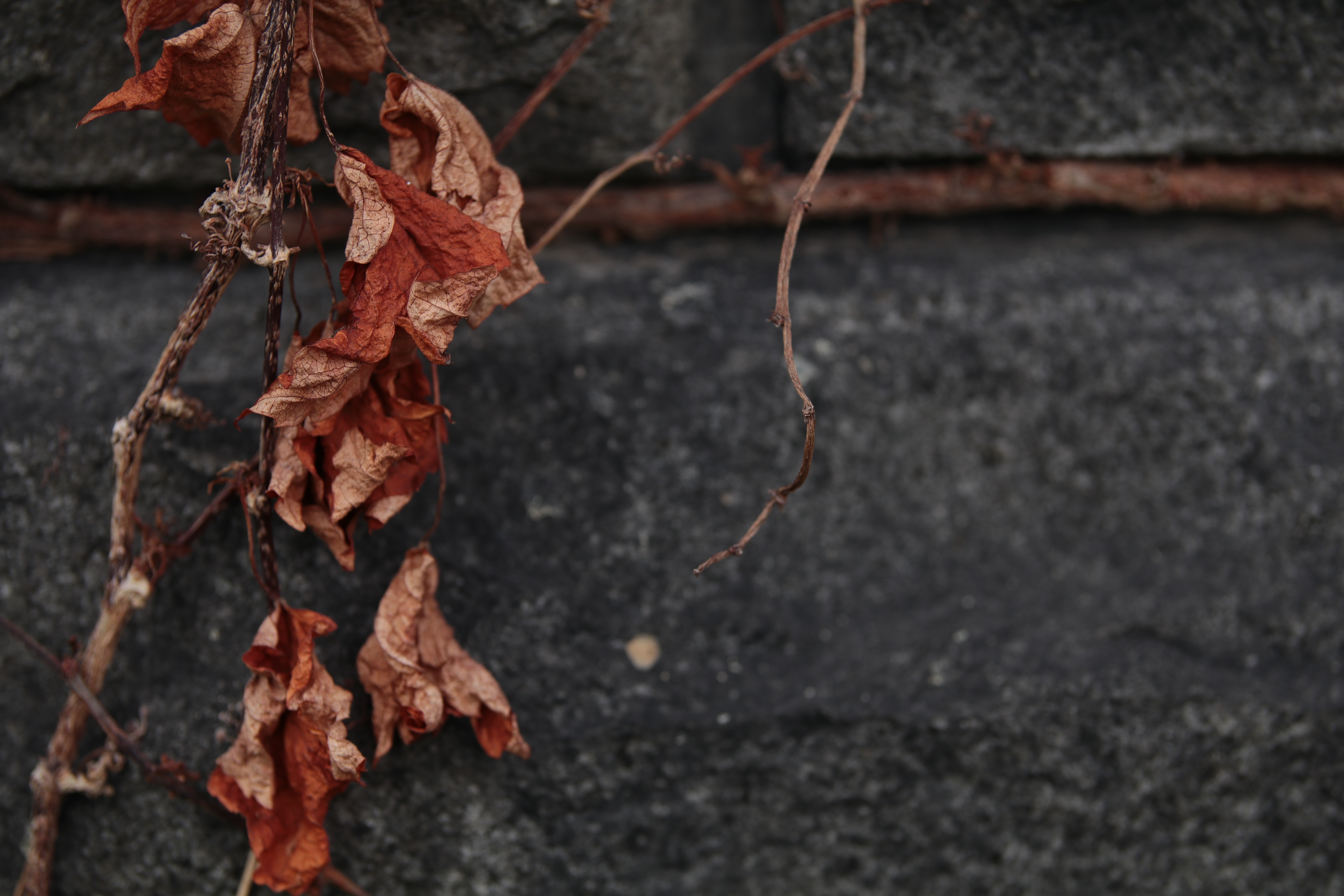 EOS 80D / 1/320秒 / F2.8 / -1.3EV / ISO100 / 絞り優先AE / 79mm