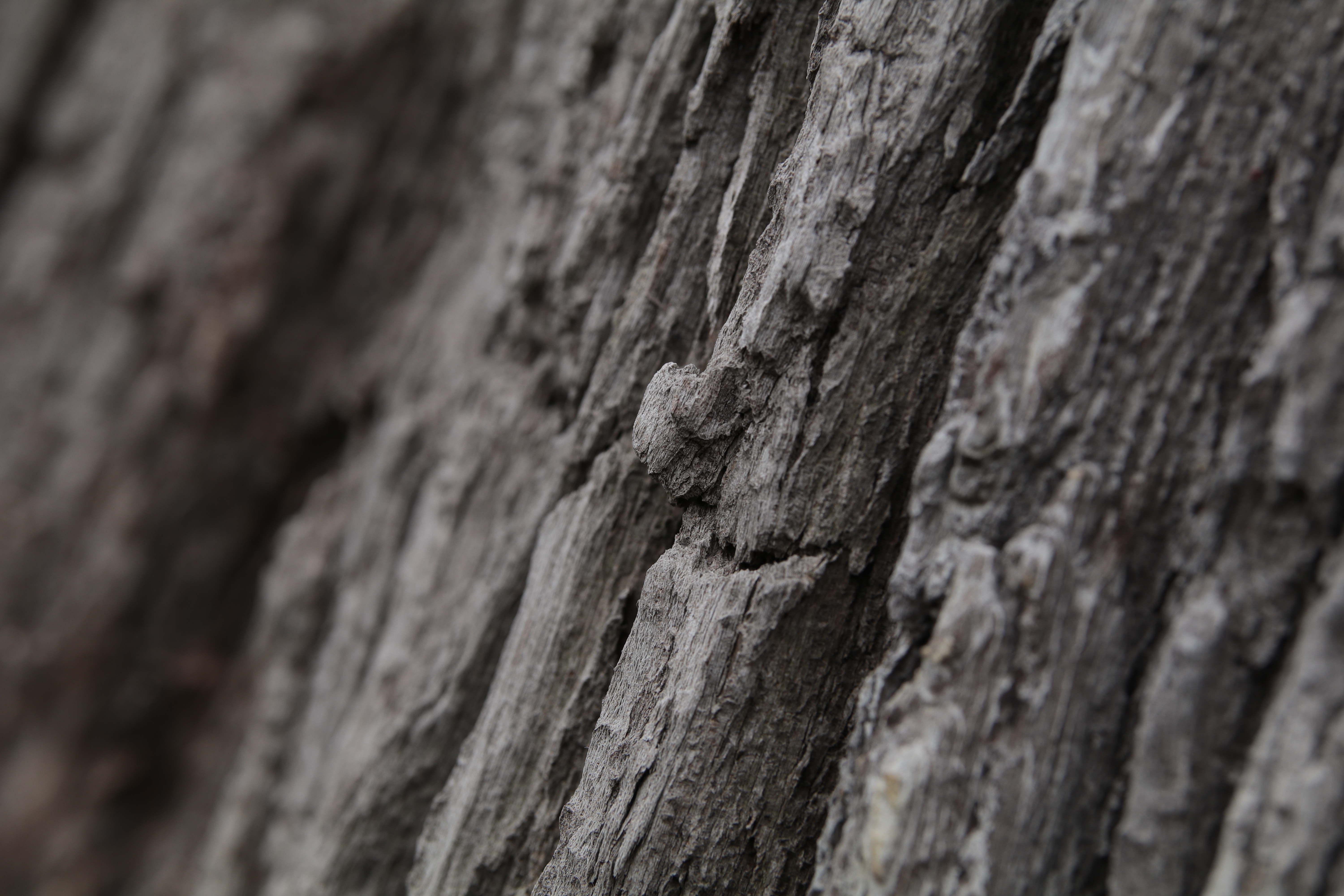 EOS 80D / 1/160秒 / F5.6 / -0.7EV / ISO100 / 絞り優先AE / 100mm