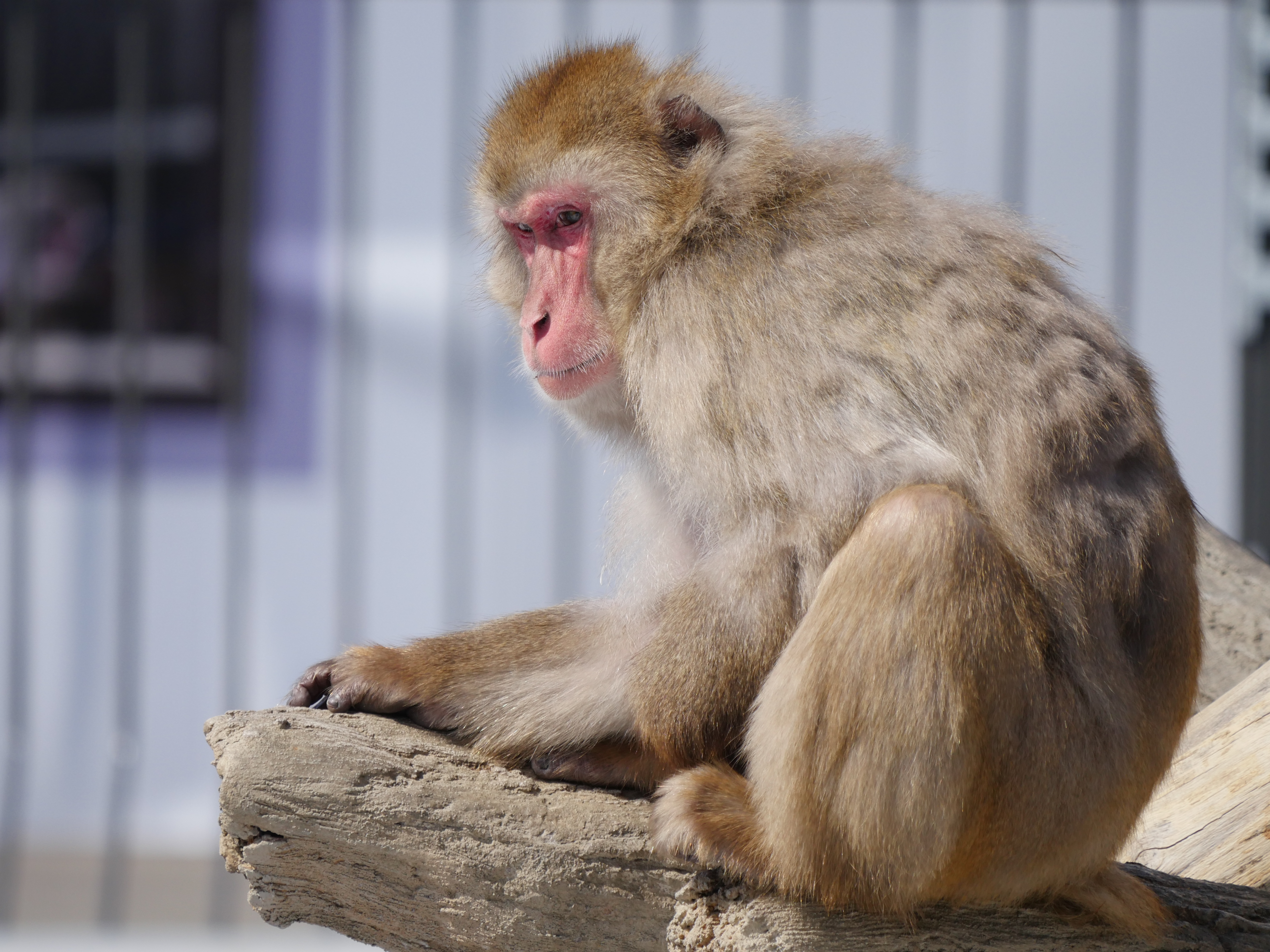 LUMIX GX8 / 1/2,000秒 / F6.3 / -0.3EV / ISO400 / 絞り優先AE / 400mm