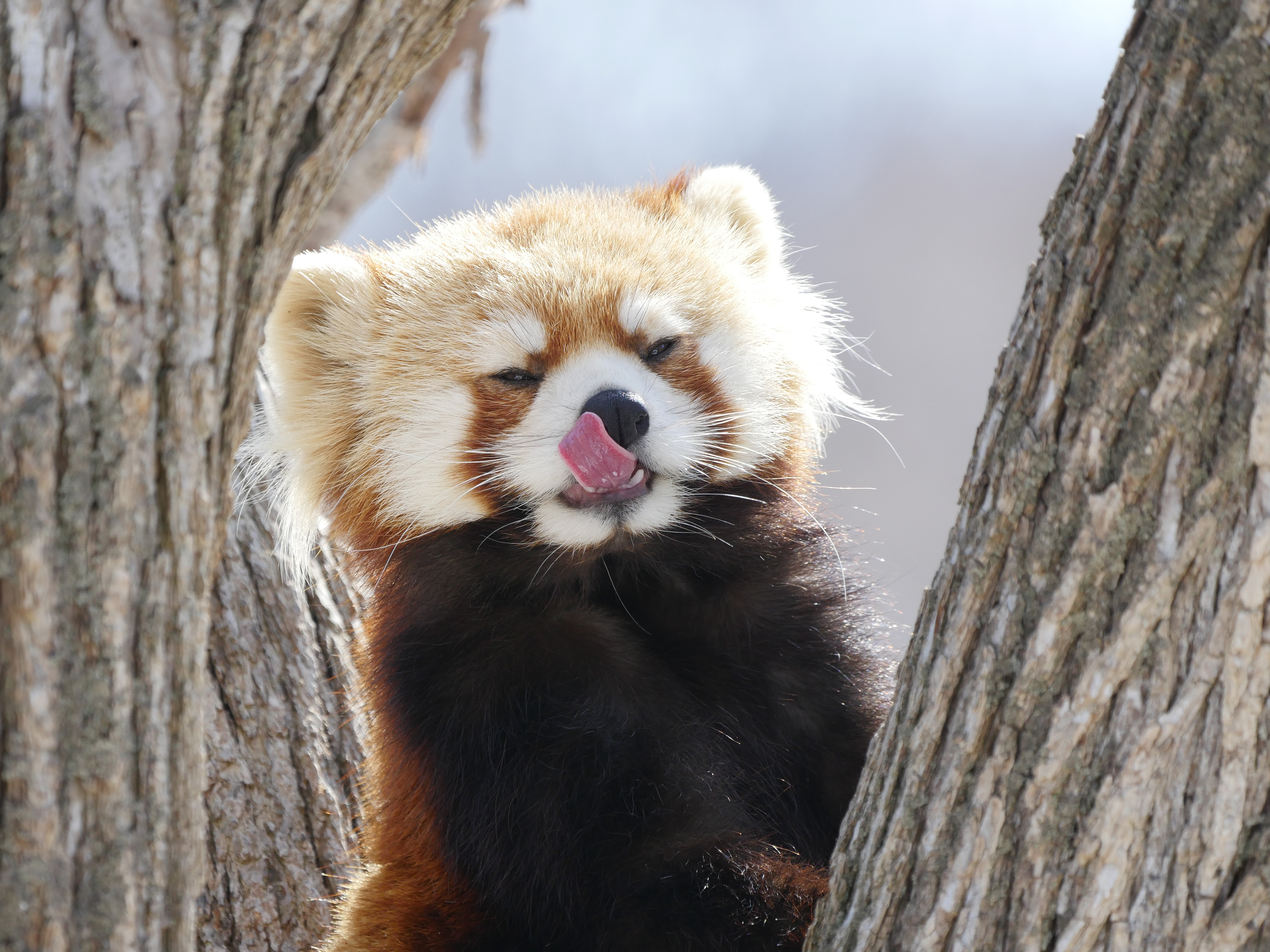 LUMIX GX8 / 1/400秒 / F6.3 / -0.3EV / ISO400 / 絞り優先AE / 300mm