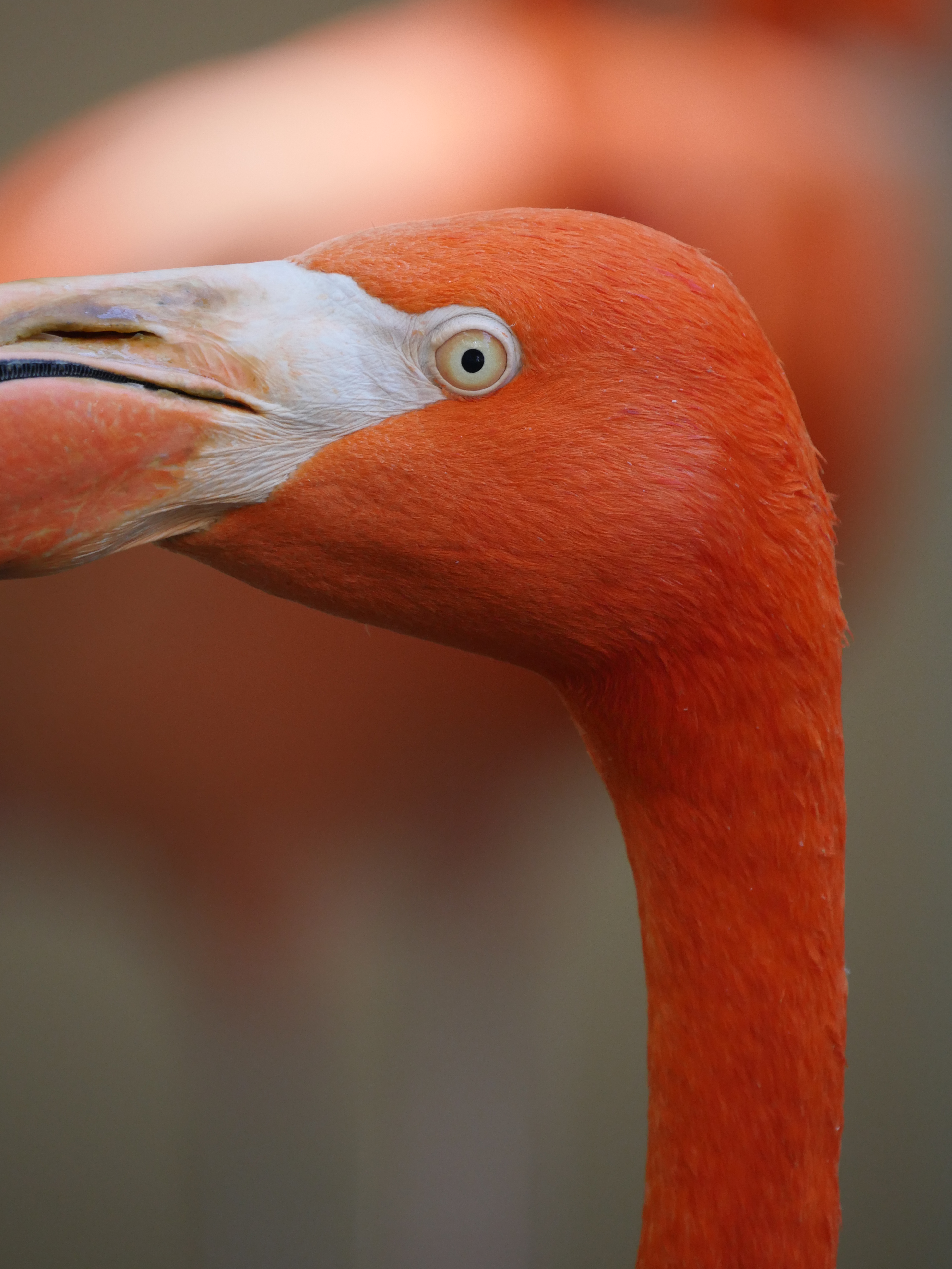 LUMIX GX8 / 1/125秒 / F6.3 / -0.3EV / ISO800 / 絞り優先AE / 400mm