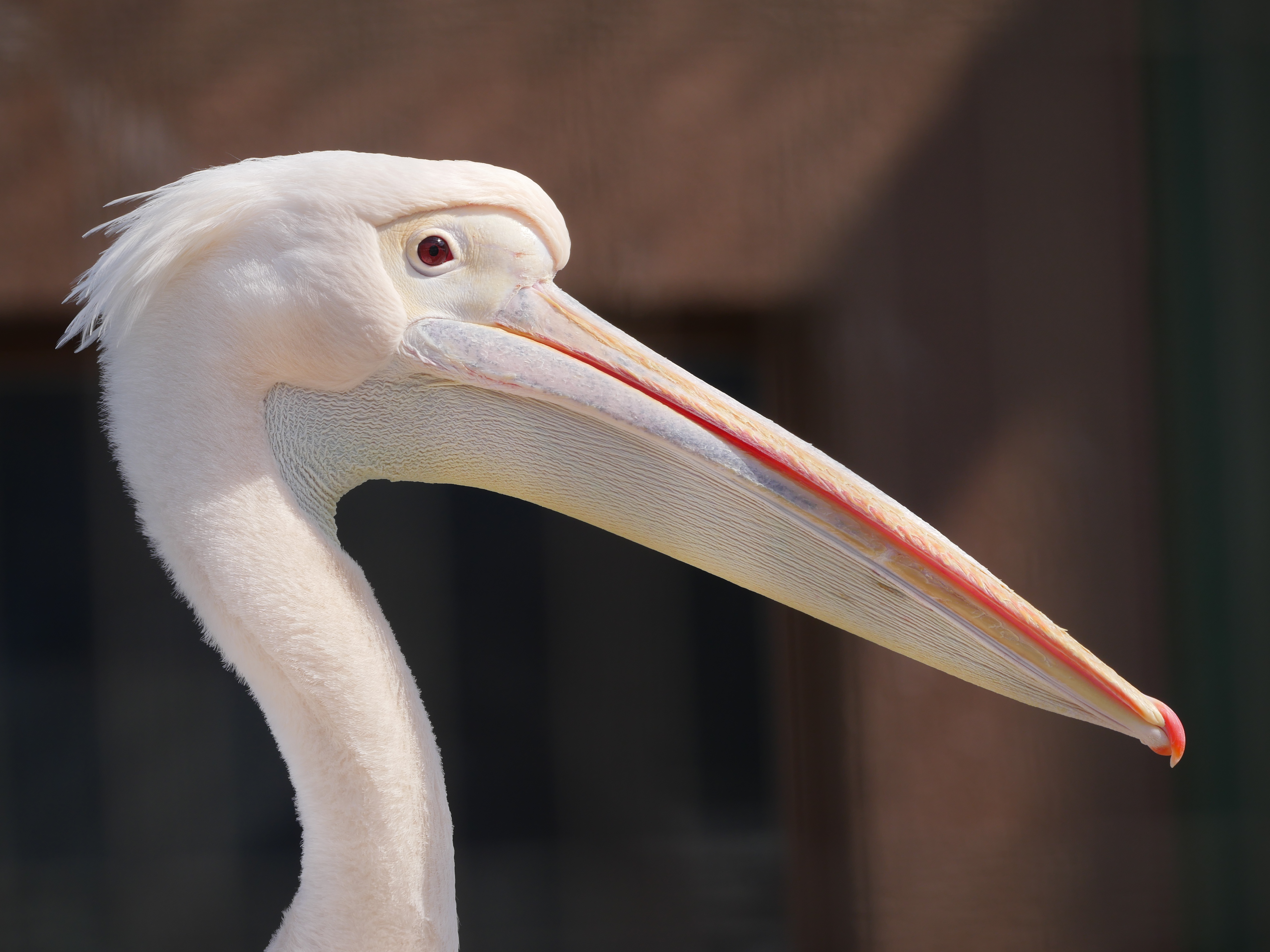 LUMIX GX8 / 1/640秒 / F6.3 / -0.3EV / ISO200 / 絞り優先AE / 187mm