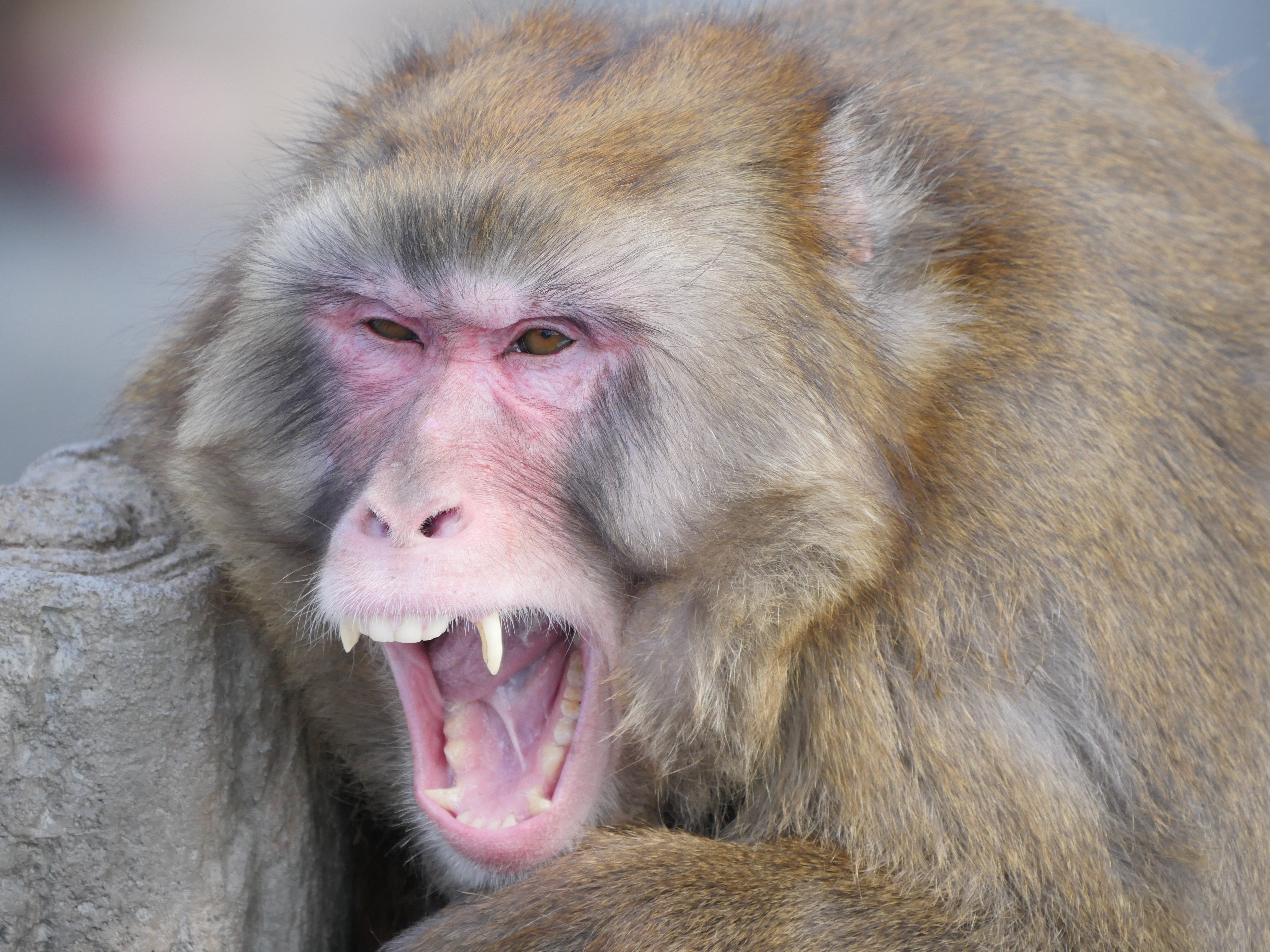 LUMIX GX8 / 1/500秒 / F6.3 / 0EV / ISO800 / 絞り優先AE / 400mm