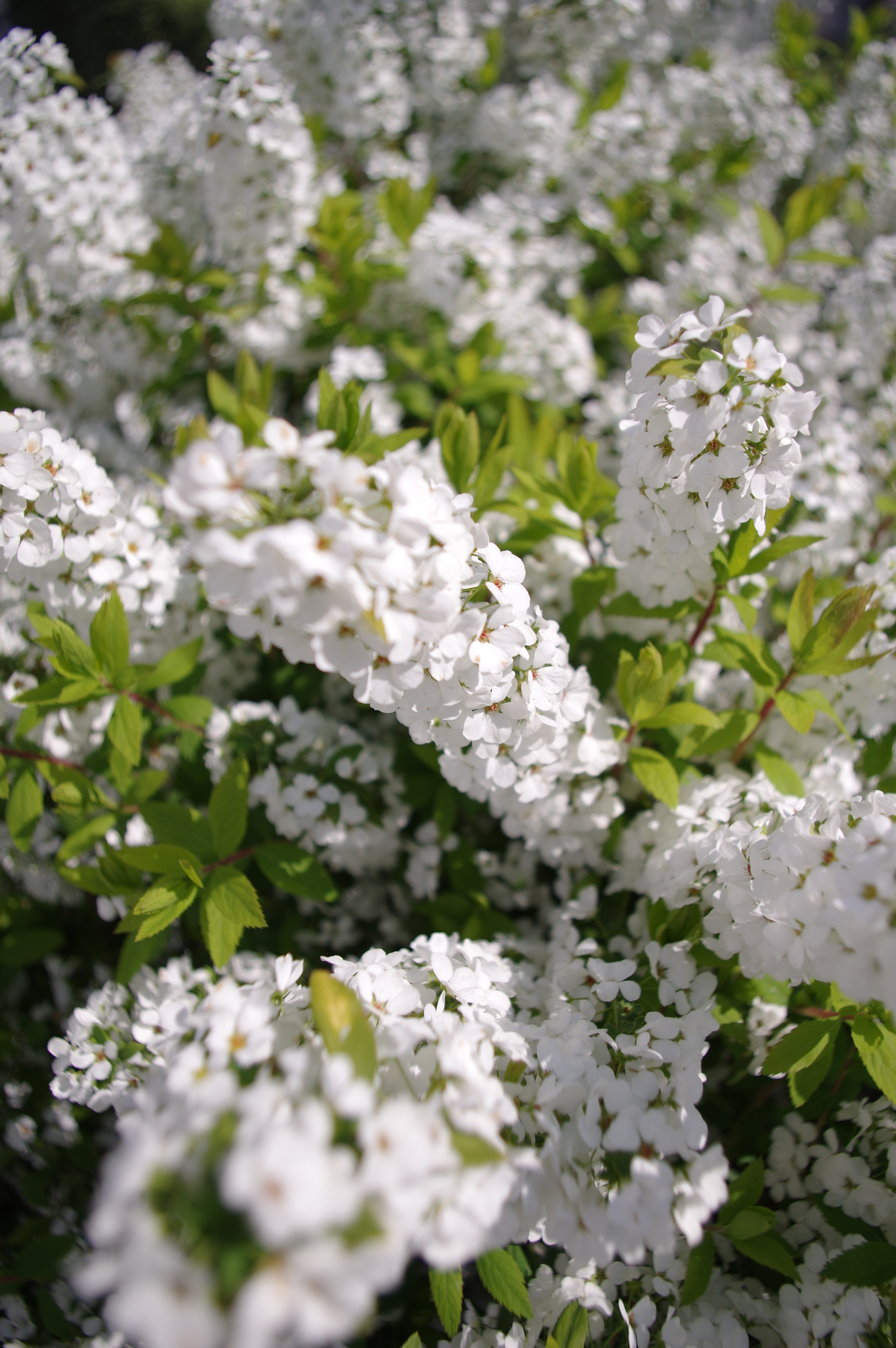 絞り開放・最短撮影距離（約30cm）で撮影。K-3 II / 1/1,600秒 / F4 / +0.3EV / ISO100 / 絞り優先AE / 18mm