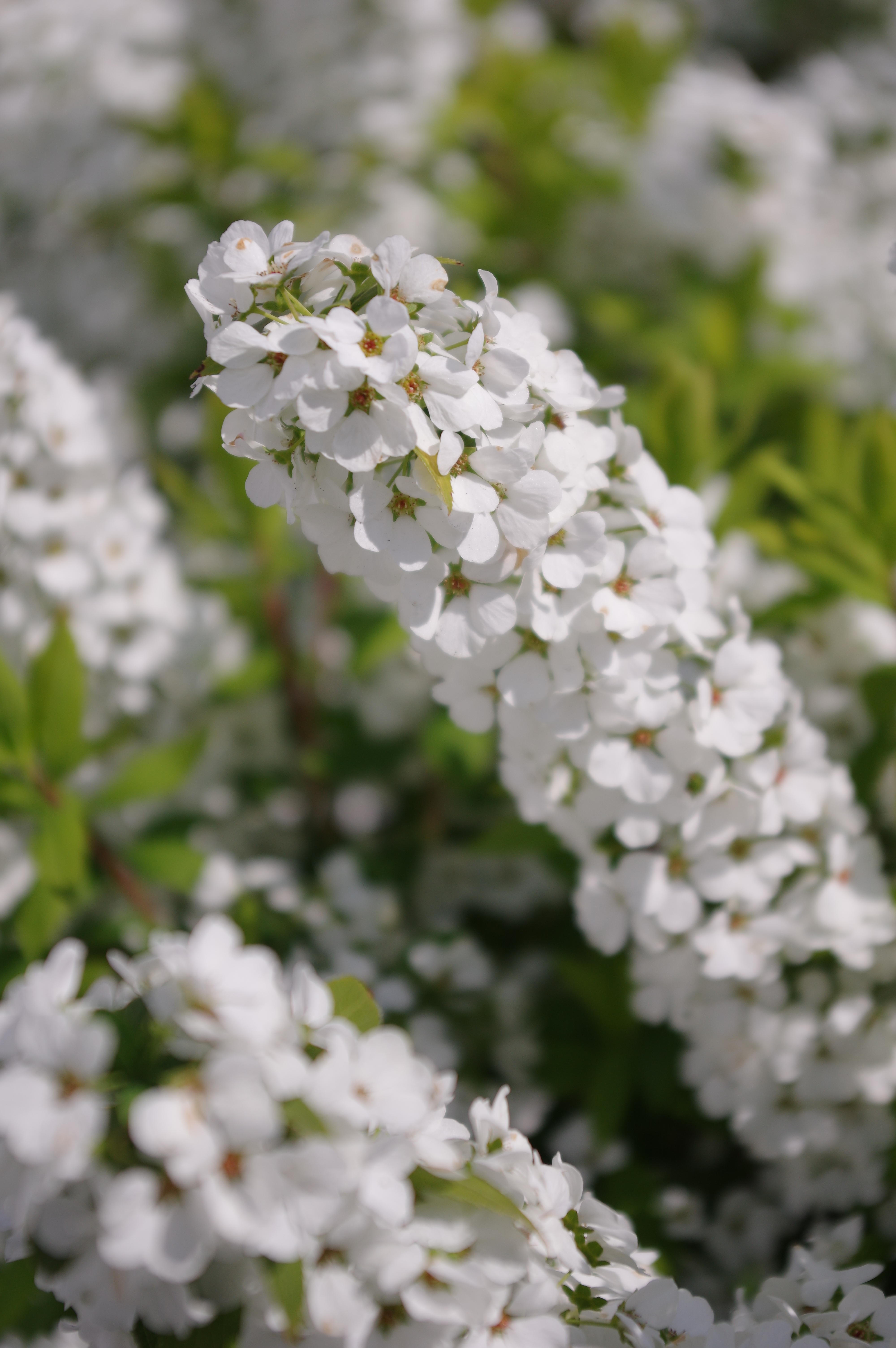 絞り開放・最短撮影距離（約30cm）で撮影。K-3 II / 1/1,600秒 / F5.6 / +0.3EV / ISO200 / 絞り優先AE / 50mm