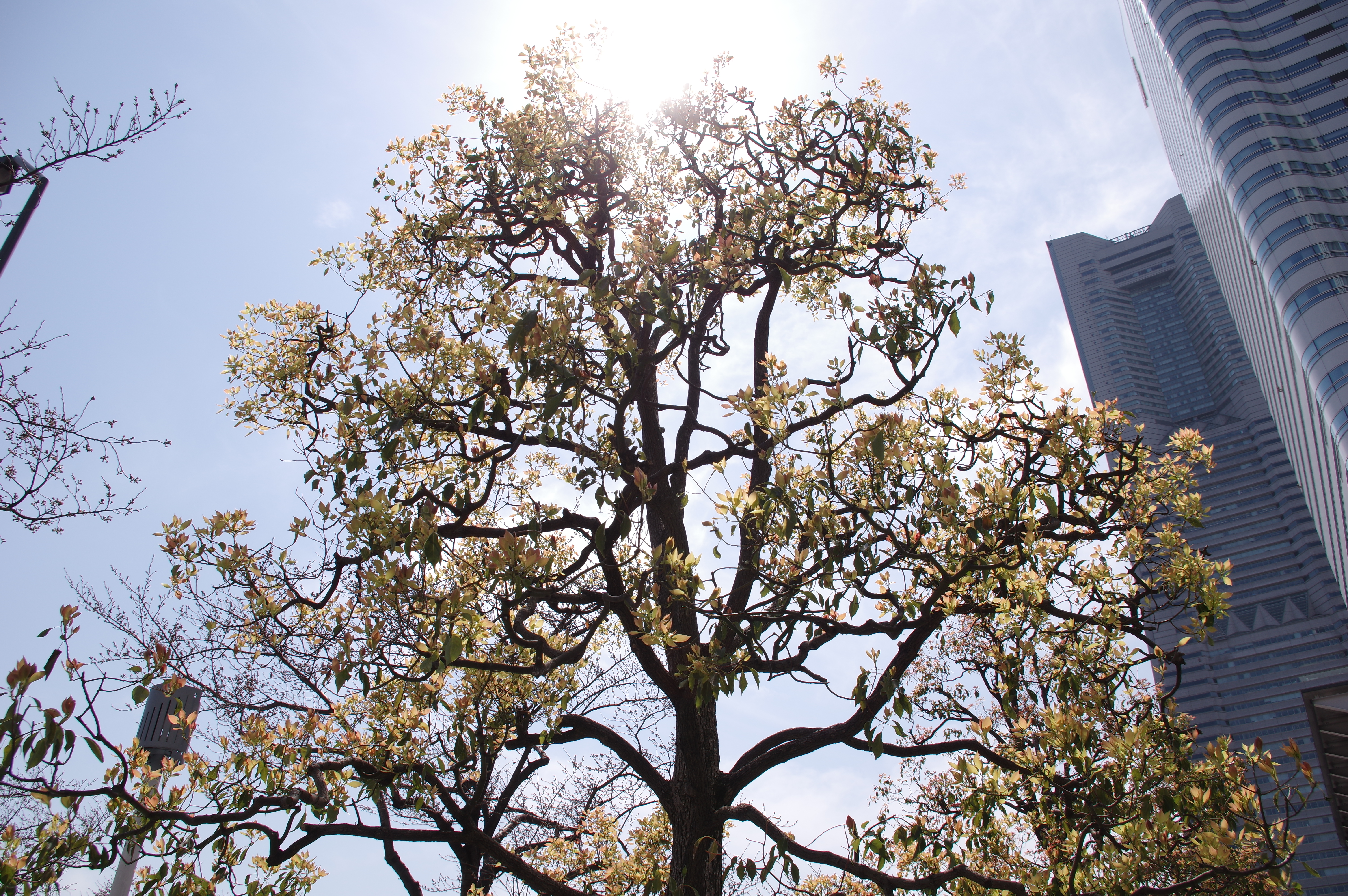 太陽が画面内に入る逆光で撮影。K-3 II / 1/250秒 / F11 / +0.7EV / ISO100 / 絞り優先AE / 18mm