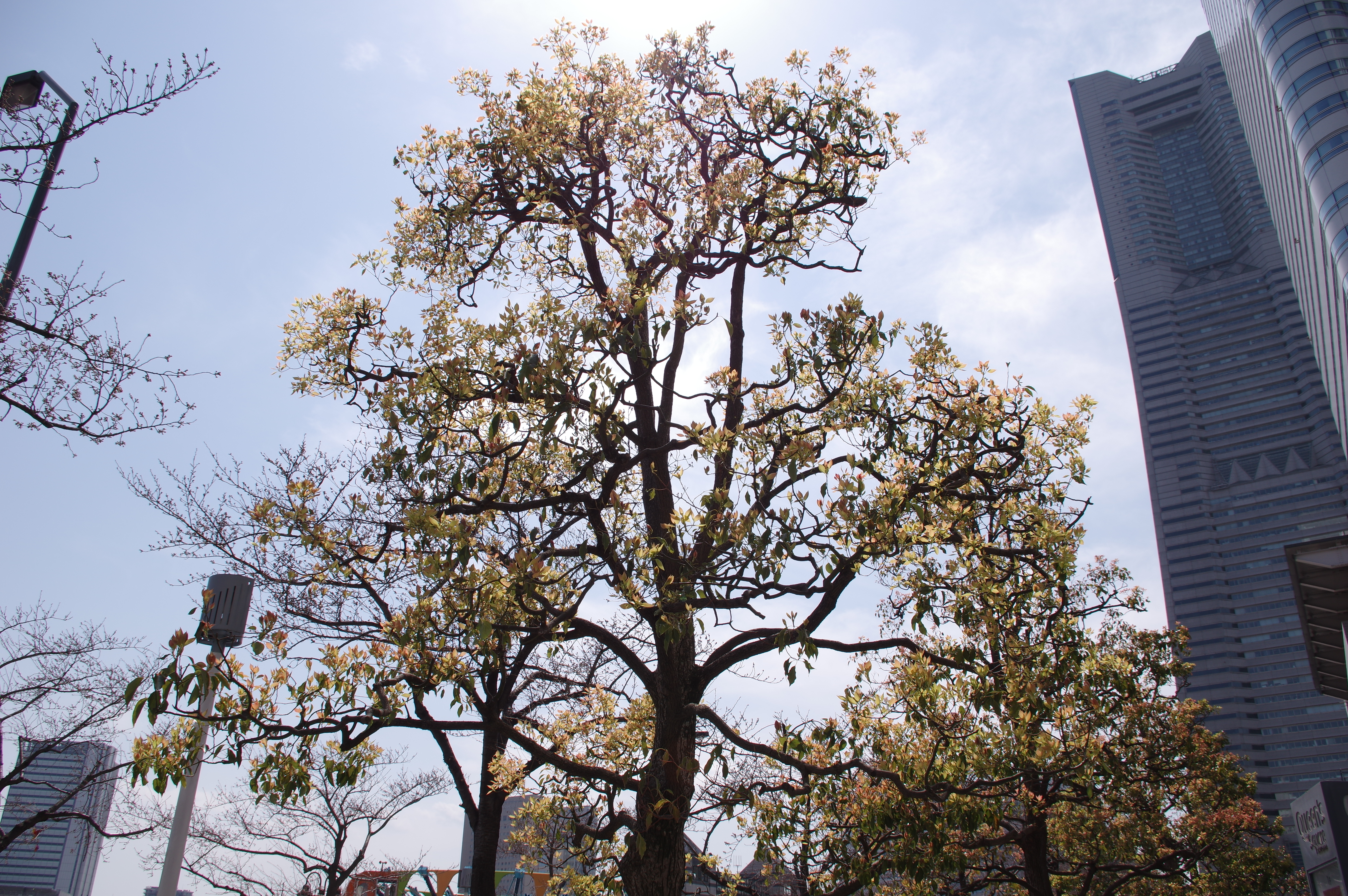 太陽が画面外にある逆光で撮影。K-3 II / 1/250秒 / F11 / +0.7EV / ISO100 / 絞り優先AE / 18mm