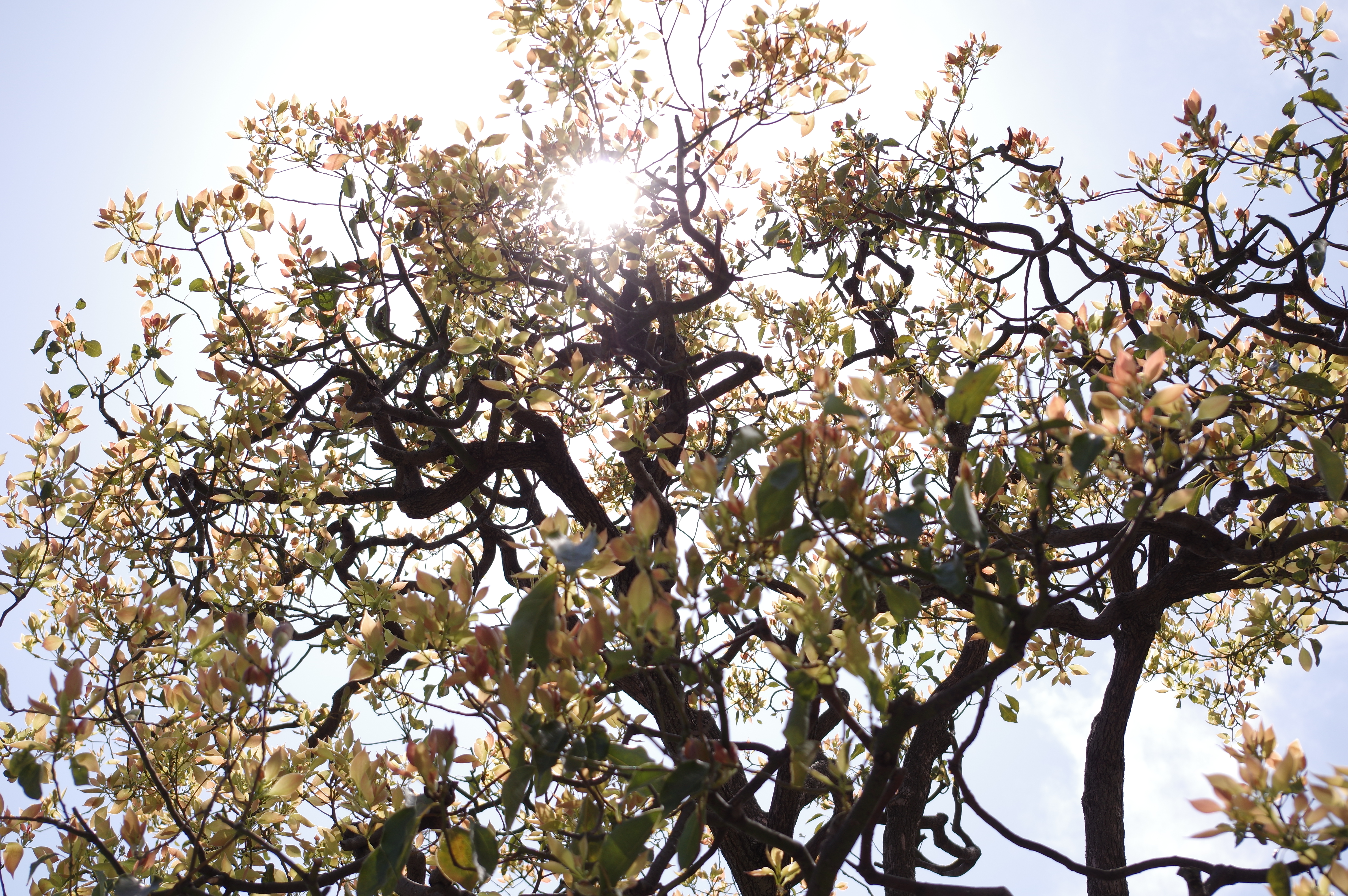 太陽が画面内に入る逆光で撮影。K-3 II / 1/500秒 / F8 / +0.7EV / ISO125 / 絞り優先AE / 50mm