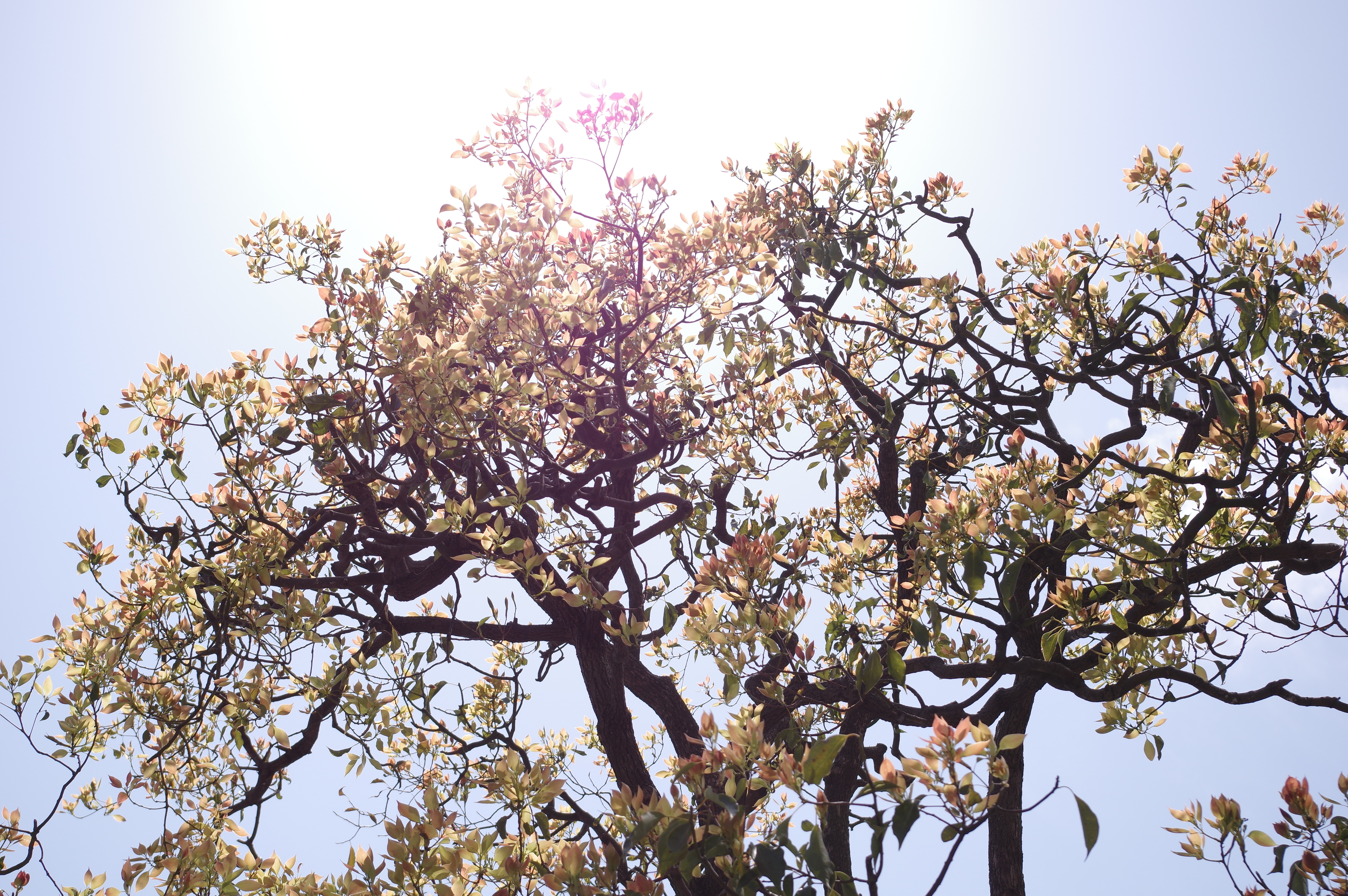 太陽が画面外にある逆光で撮影。K-3 II / 1/500秒 / F8 / +0.7EV / ISO125 / 絞り優先AE / 50mm