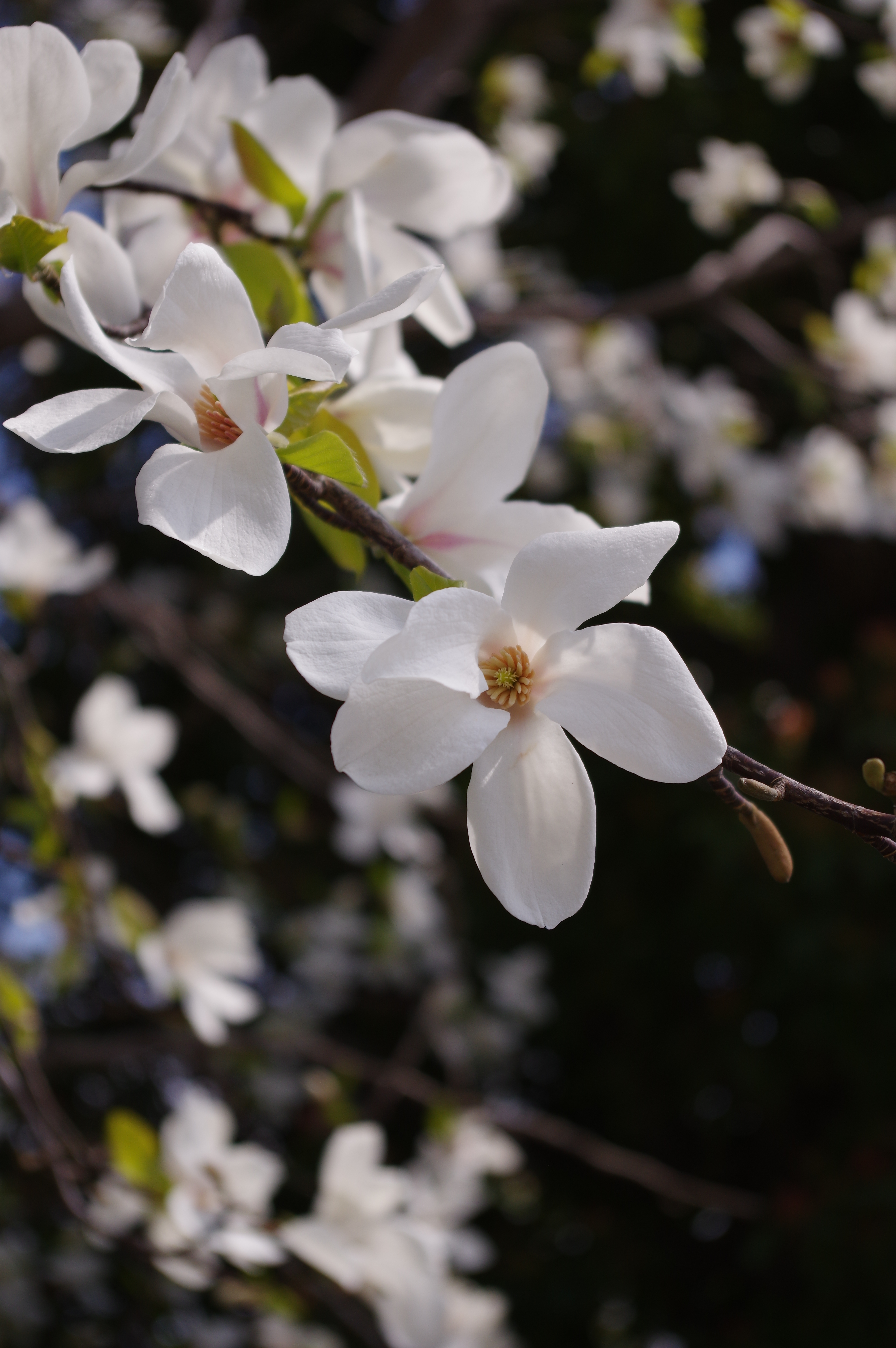 K-3 II / 1/1,000秒 / F5.6 / -0.7EV / ISO200 / 絞り優先AE / 50mm