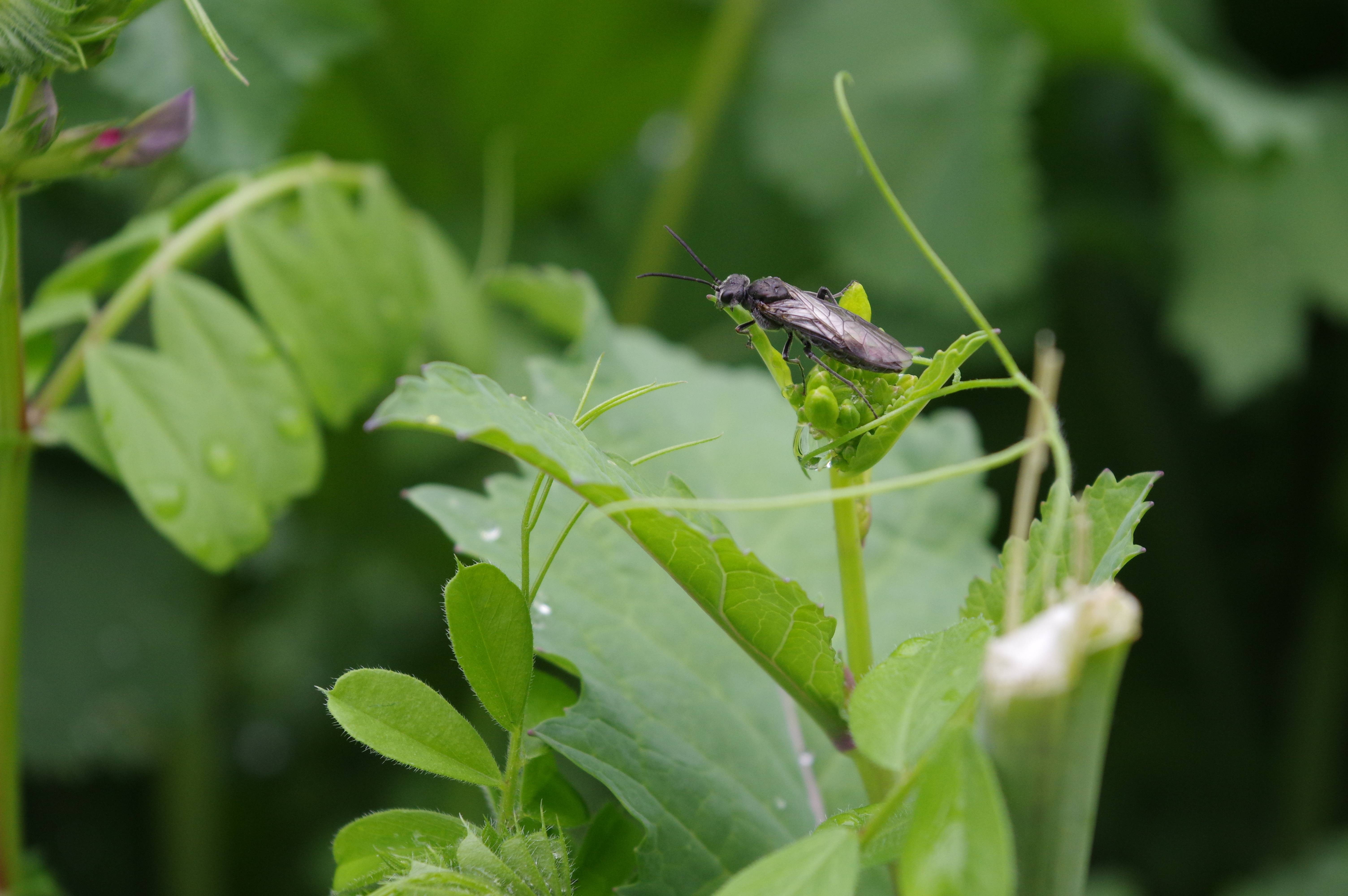 K-3 II / 1/200秒 / F9 / +0.3EV / ISO800 / Manual / 50mm