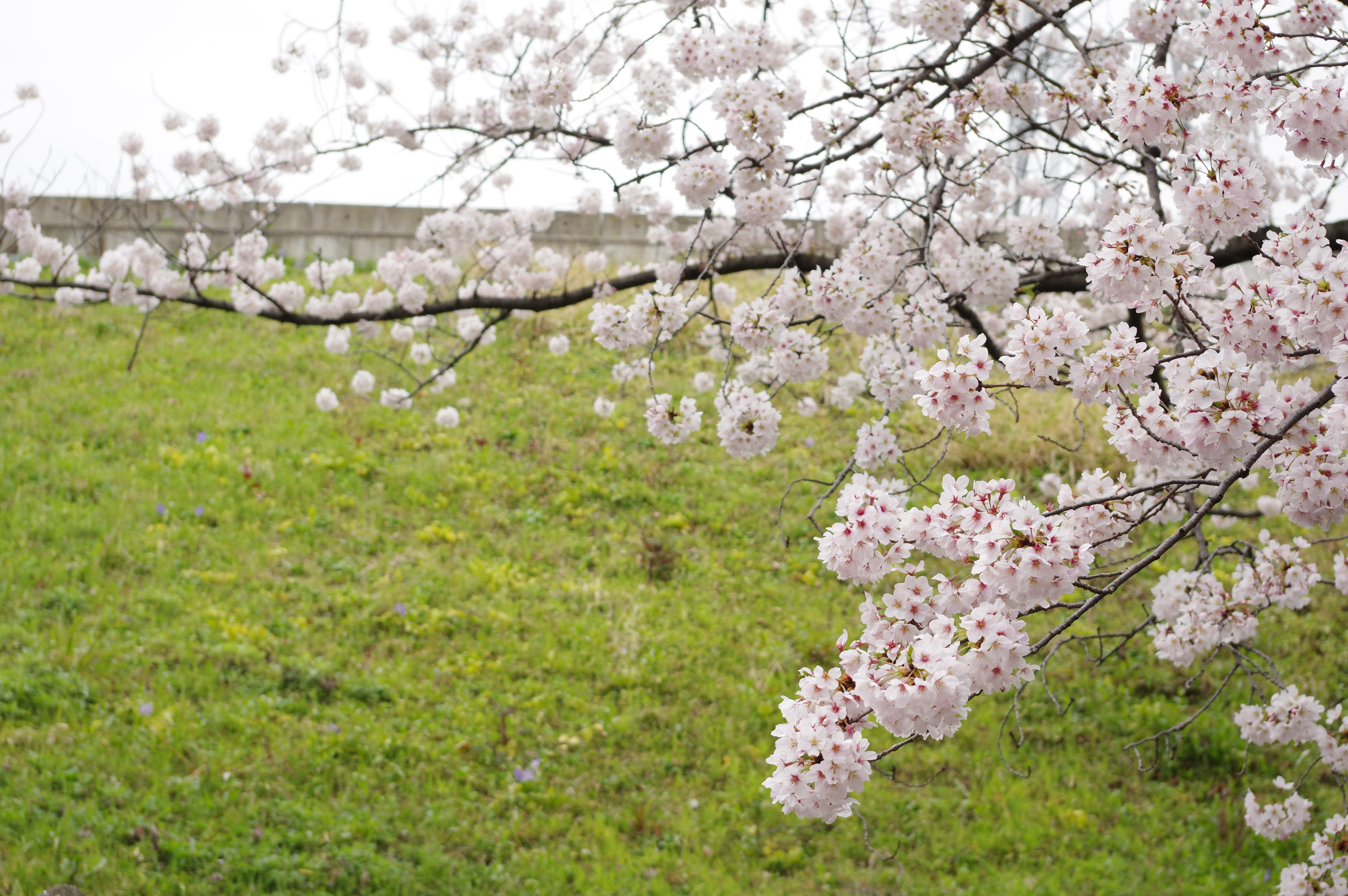 K-3 II / 1/320秒 / F8 / +1EV / ISO800 / 絞り優先AE / 50mm