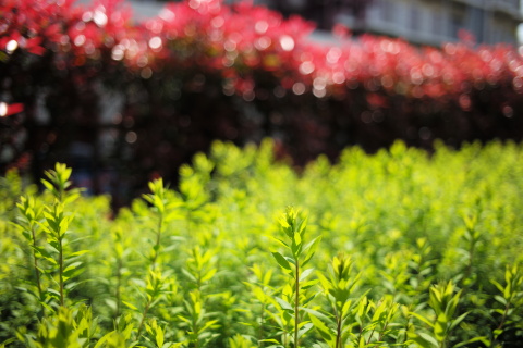 ミニレポート：新しくなったズミクロン35mmをチェック （ライカM