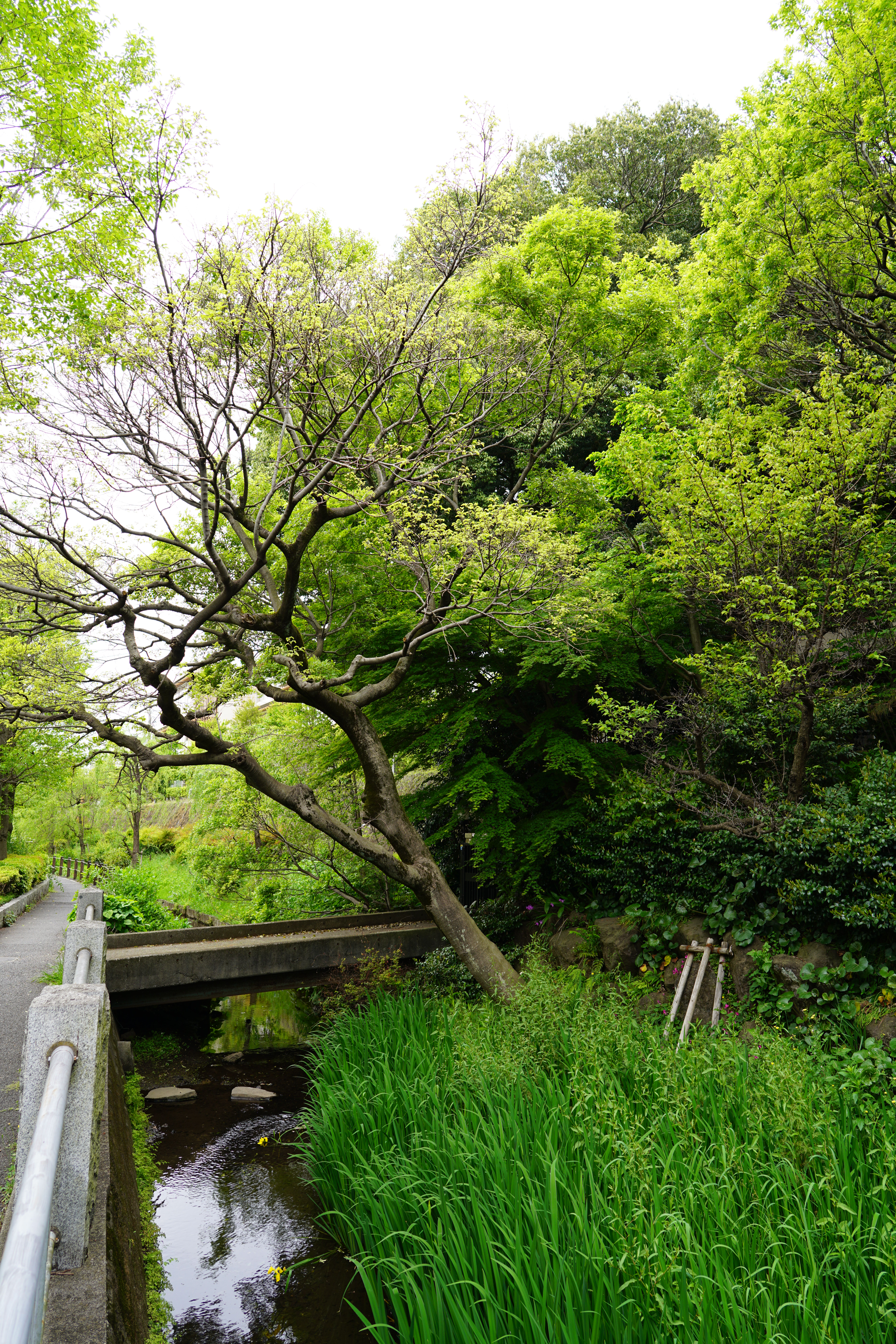 α7R II / Batis 2/25 / 絞り優先AE / 1/60秒 / F4.5 / ±0EV / ISO100