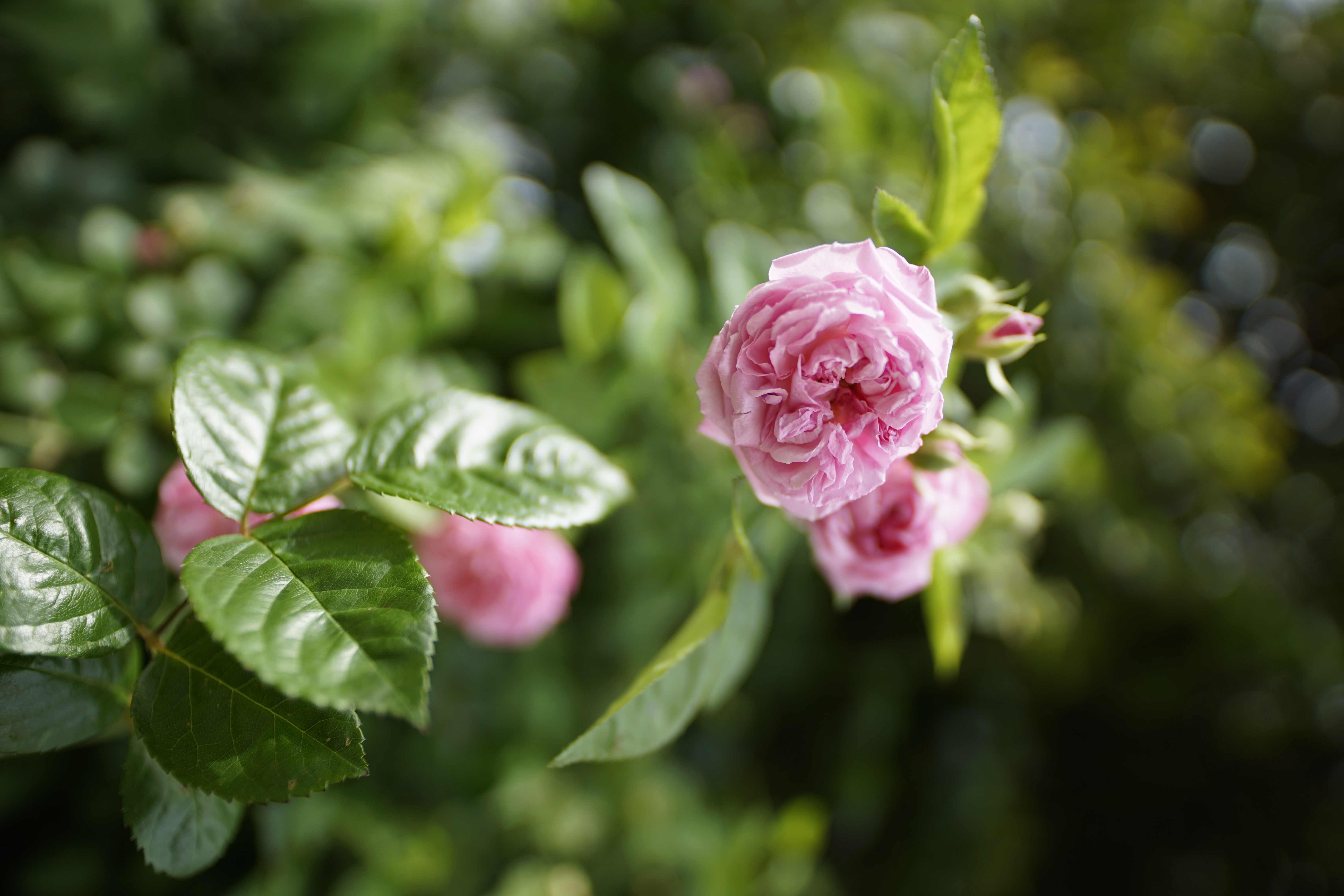 1/2,000秒 / F1.4 / ISO100 / 絞り優先AE / 20mm