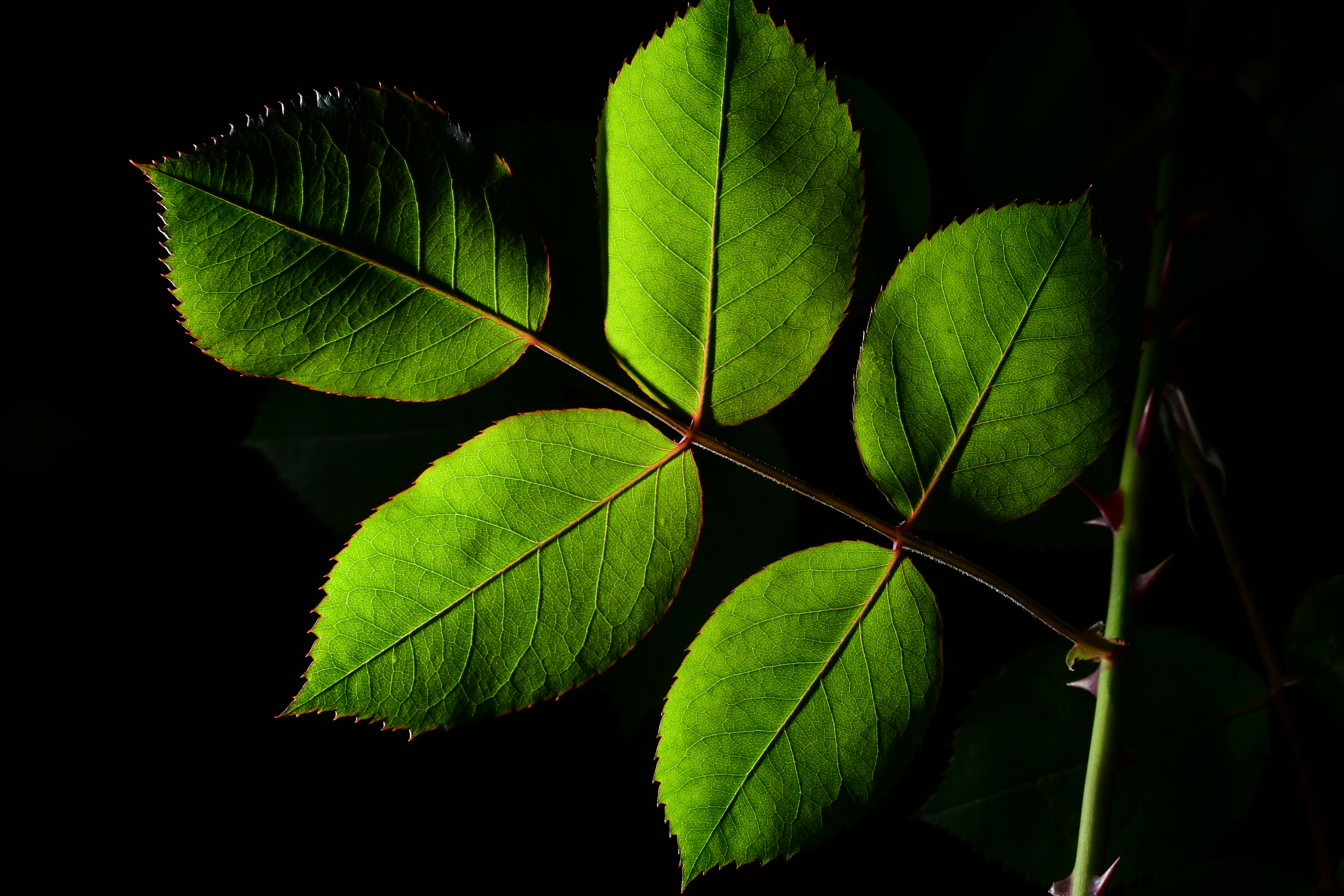 AF-S DX NIKKOR 16-80mm f/2.8-4E ED VR / ISO100 / F16 / 1/160秒 / -0.7EV / 80mm（120mm相当）