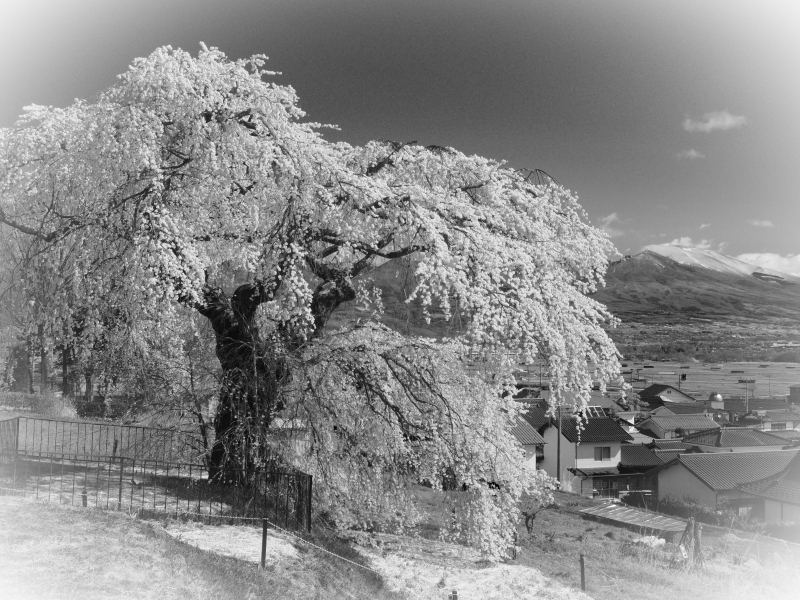 モノクロプロファイルコントロール