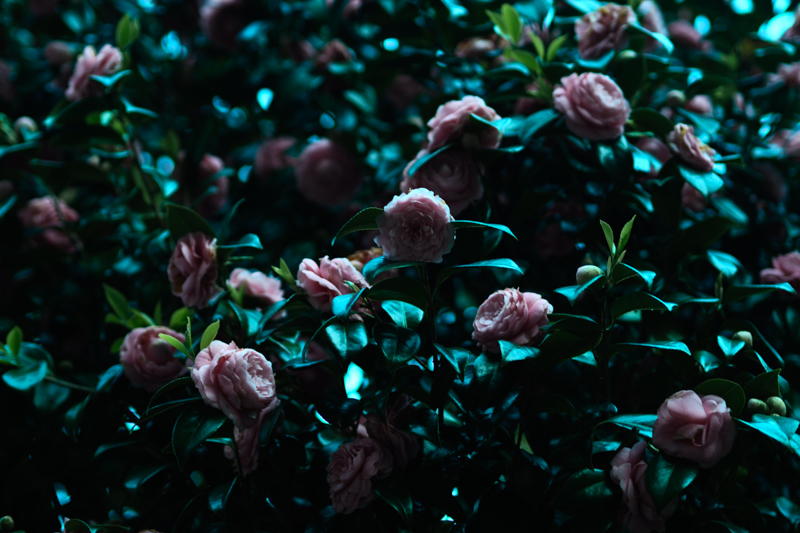 夕方、日が暮れはじめて表情を見せた椿。その輝きは日中とは違い、艶やかな葉は金属のような冷たい光を反射していた。その無機質な感じが気になった<br class=""><span class="fnt-85">オリンパス PEN-F / M.ZUIKO DIGITAL 45mm F1.8 / 45mm（90mm相当） / 絞り優先AE（F1.8、1/50秒、-2.3EV） / ISO 200</span>