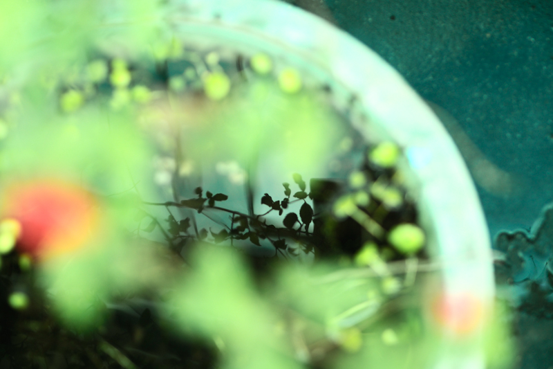 前ボケになった赤い花ごしに植物を透かして見える、水を張った甕を見つけた。大きくボケてしまった赤い花の植物の形は、水面に映っている。<br class=""><span class="fnt-85">オリンパス PEN-F / M.ZUIKO DIGITAL 45mm F1.8 / 45mm（90mm相当） / 絞り優先AE（F1.8、1/640秒、-0.3EV） / ISO 200</span>
