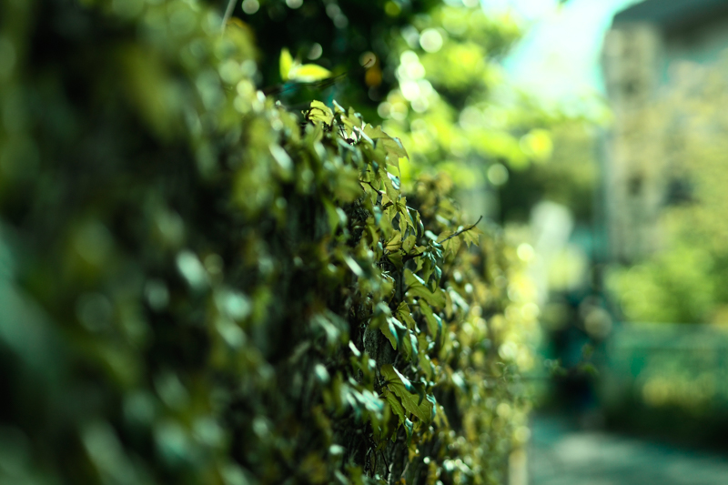勢いよく若葉の伸びるアイビー。その艶やかな光の反射にカメラを向けて、たくさんの玉ボケを手に入れた。レトロな建物を入れることで、空間を濃いものにする。<br class=""><span class="fnt-85">オリンパス PEN-F / M.ZUIKO DIGITAL 45mm F1.8 / 45mm（90mm相当） / 絞り優先AE（F1.8、1/2,500秒、-1.3EV） / ISO 200</span>