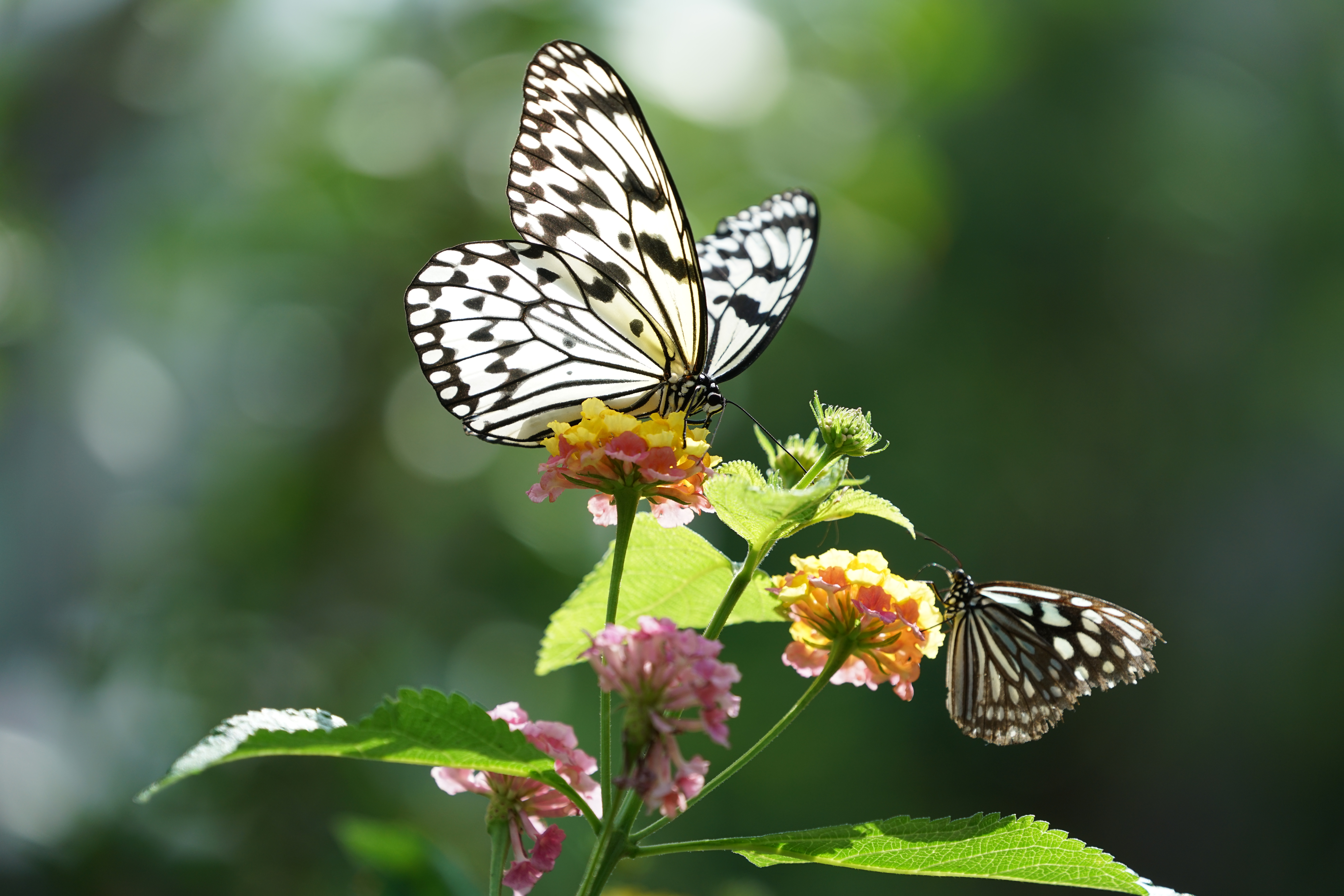 α7R II / 1/500秒 / F5.6 / ISO400 / シャッター優先AE / 234mm
