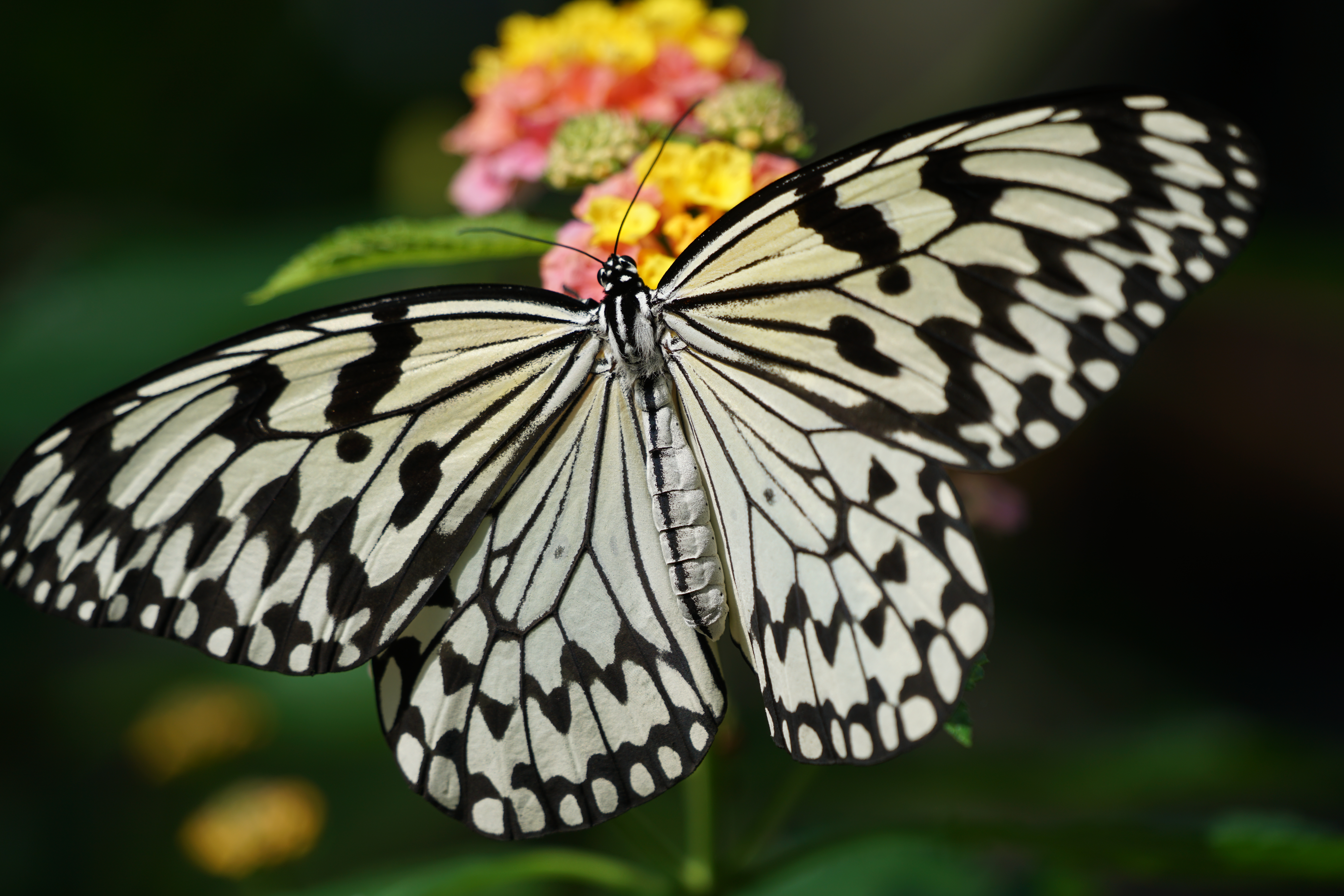 α7R II / 1/500秒 / F5.6 / ISO160 / シャッター優先AE / 245mm