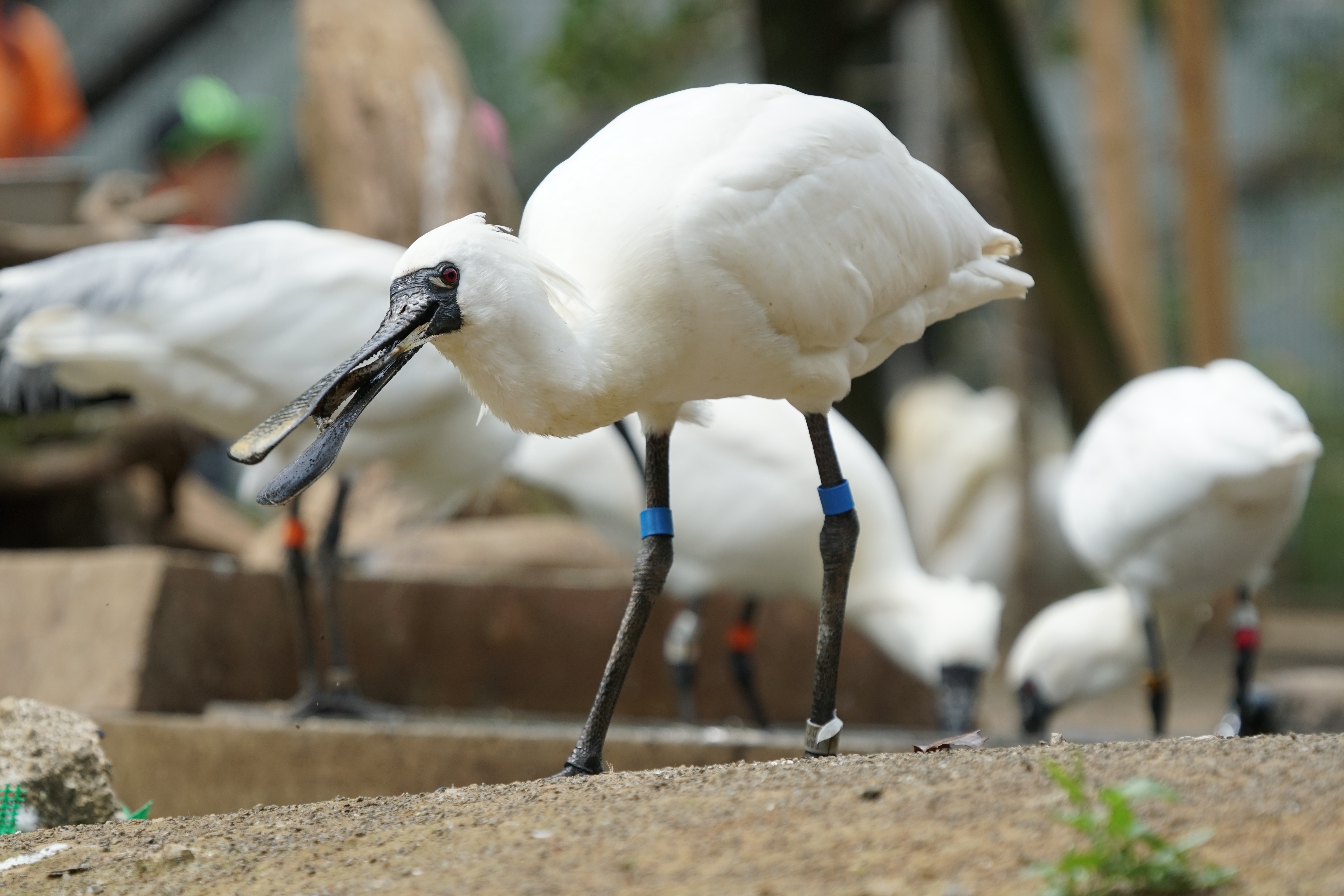 α6300 / 1/1,000秒 / F5.6 / ISO400 / シャッター優先AE / 200mm