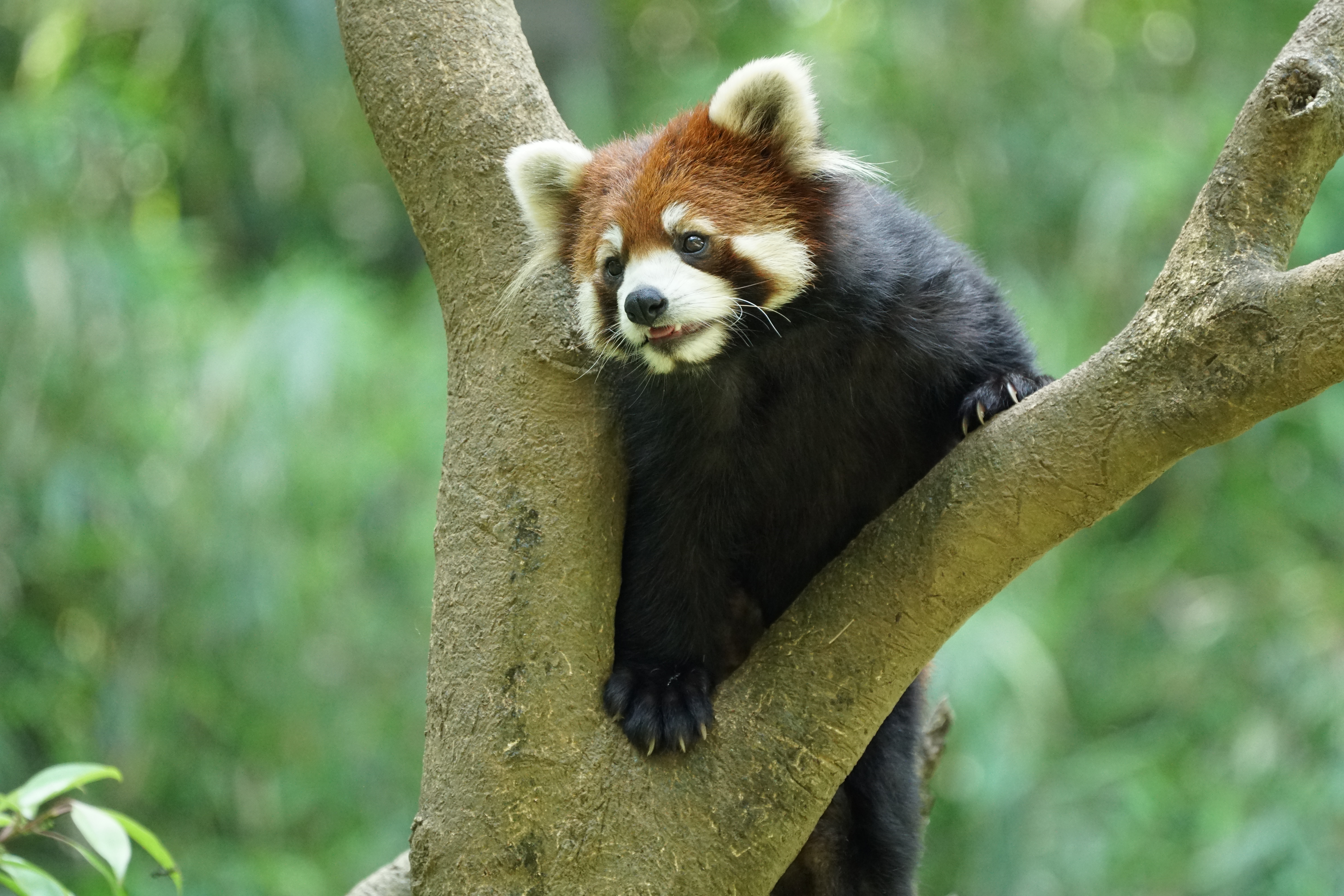 α6300 / 1/320秒 / F5.6 / ISO2500 / シャッター優先AE / 300mm