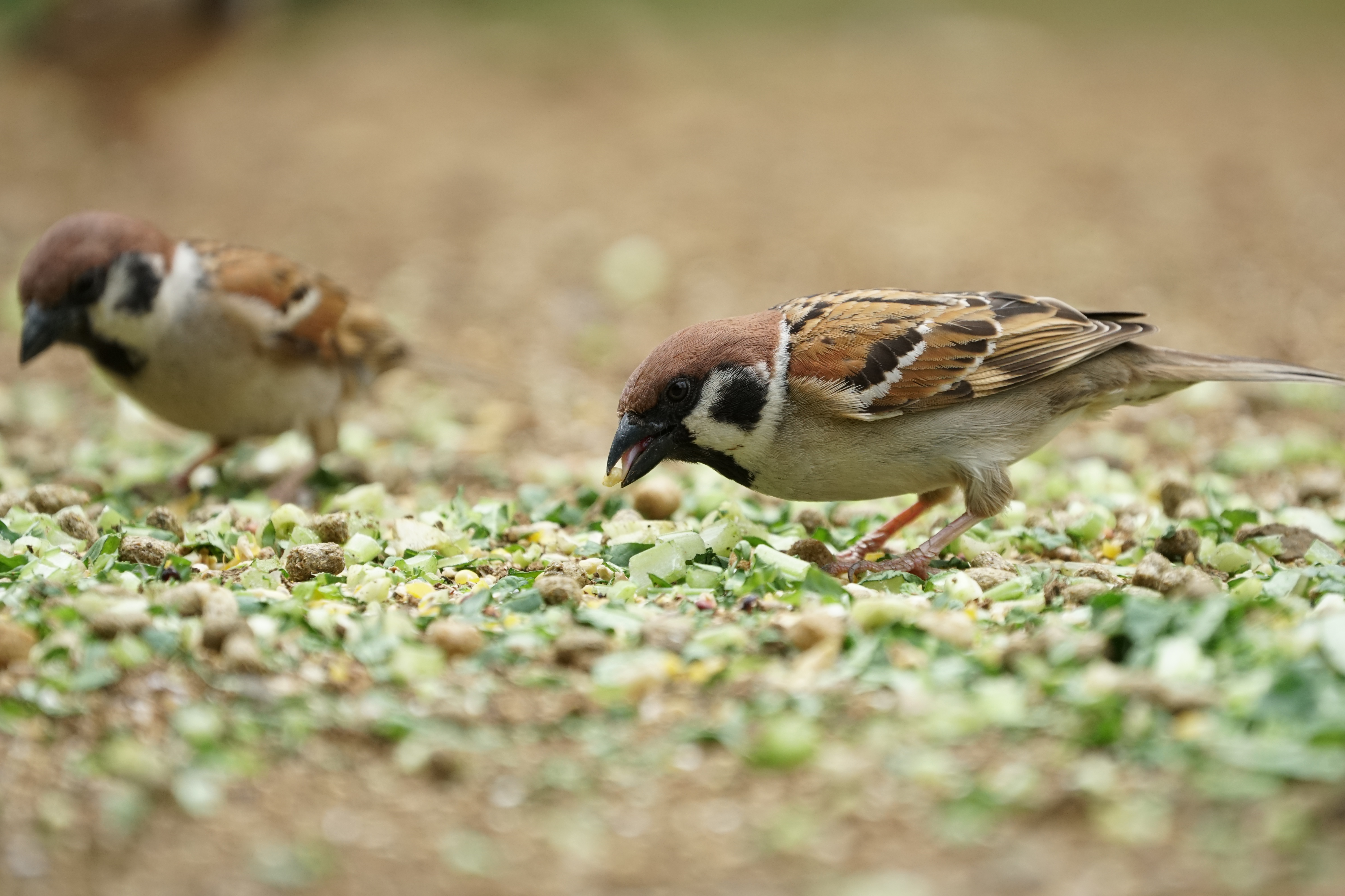α6300 / 1/1,600秒 / F5.6 / ISO800 / シャッター優先AE / 300mm