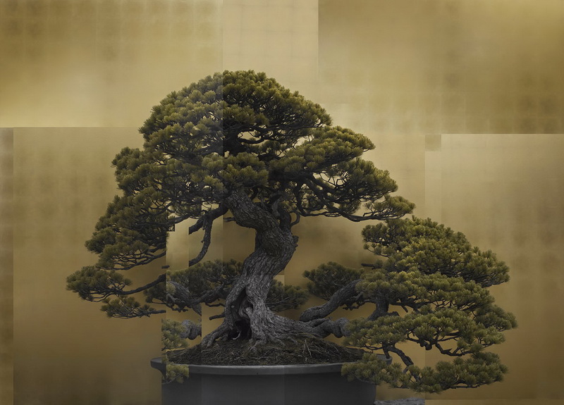 "BONSAI"より「千代の松/Chiyo no matsu」