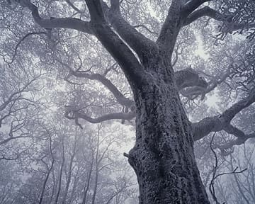 藤井秀樹写真展：甦る華麗なる刻 - デジカメ Watch