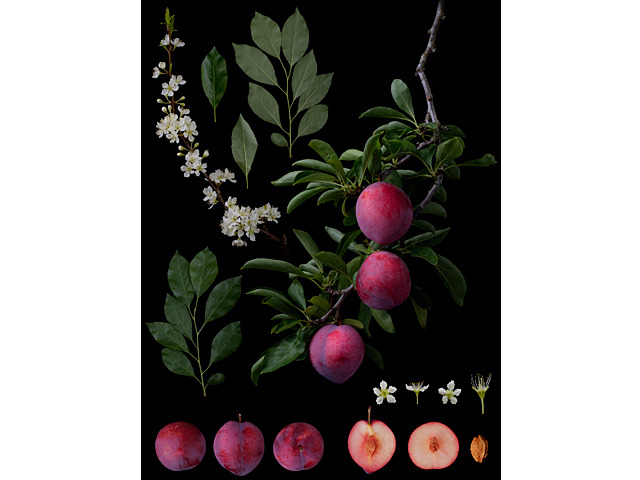 小林修士写真展：re-flection - デジカメ Watch