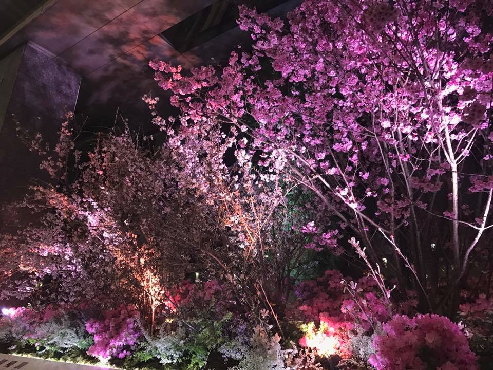 都内某所にて夜桜を撮影。お花見の席で「1-2-Switch」というのはなかなか良さそうですけど、本体を壊さないようにご注意下さい！