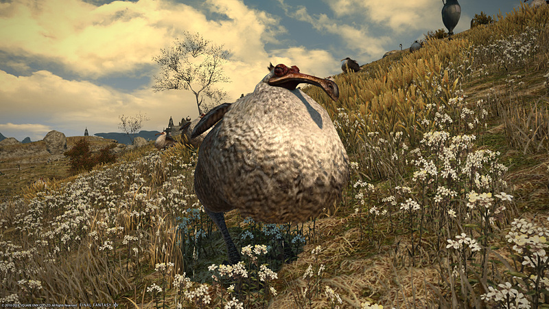 あのドードーがマウントに