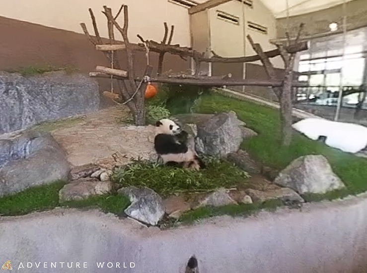 VRカメラで見るジャイアントパンダの様子