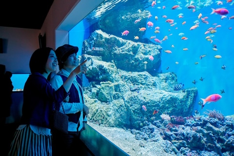 仙台うみの杜水族館、「あつまれ どうぶつの森 はっけい島 海の