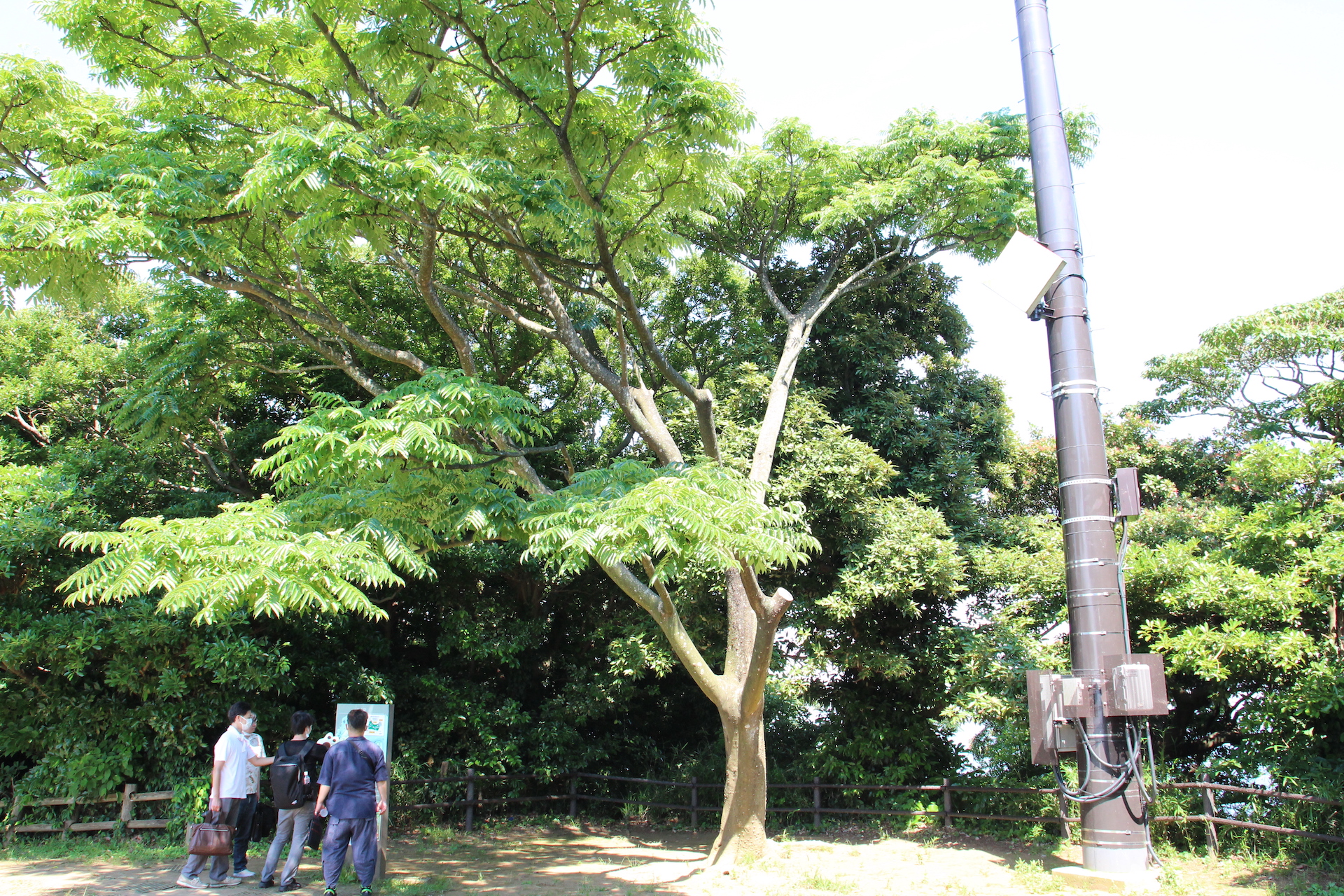 跡地と自然が融合した幻想的な風景だ