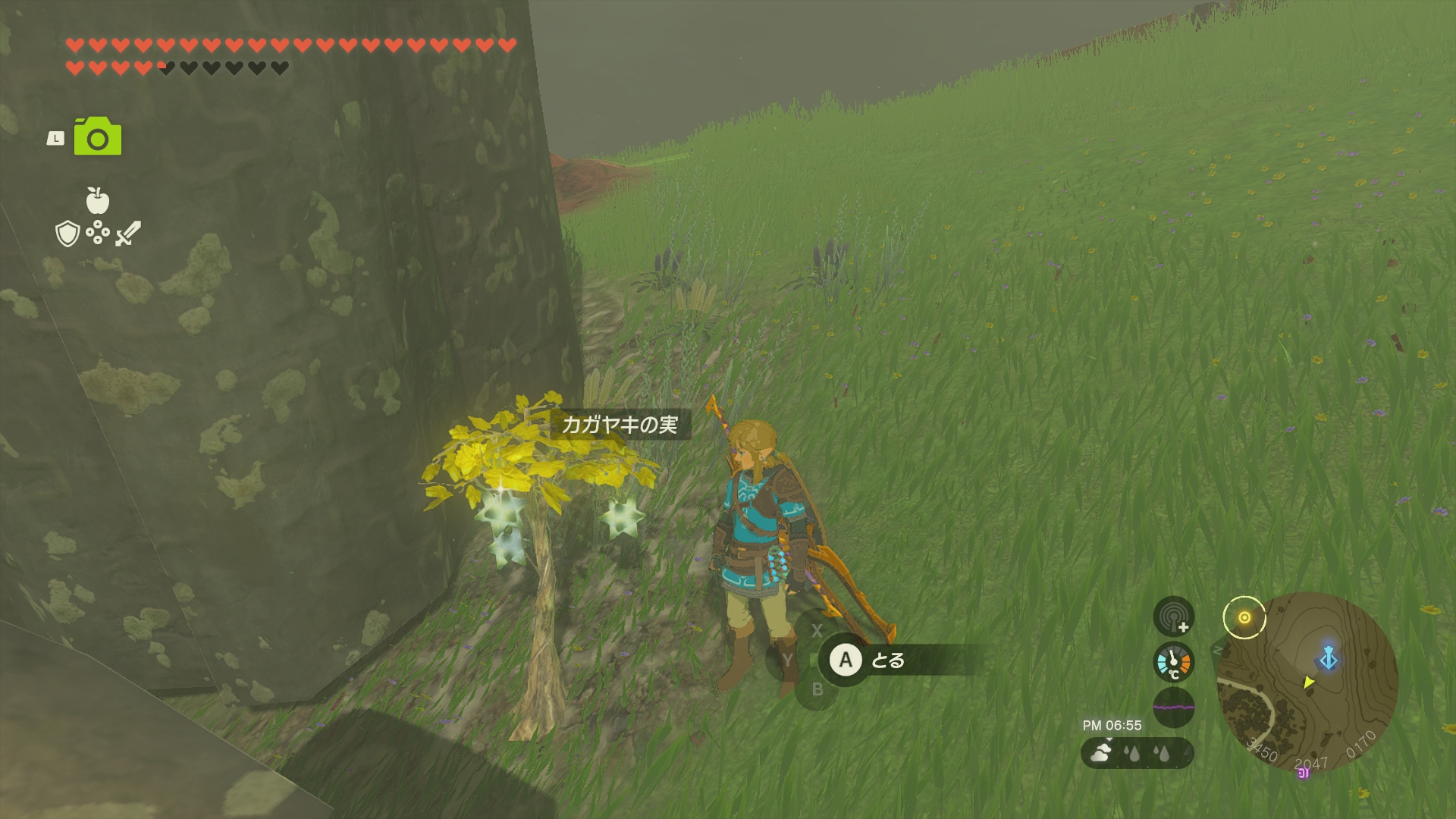 カガヤキの実。ウルリ山に限らず各地に生息するが、数はそれほど多くない