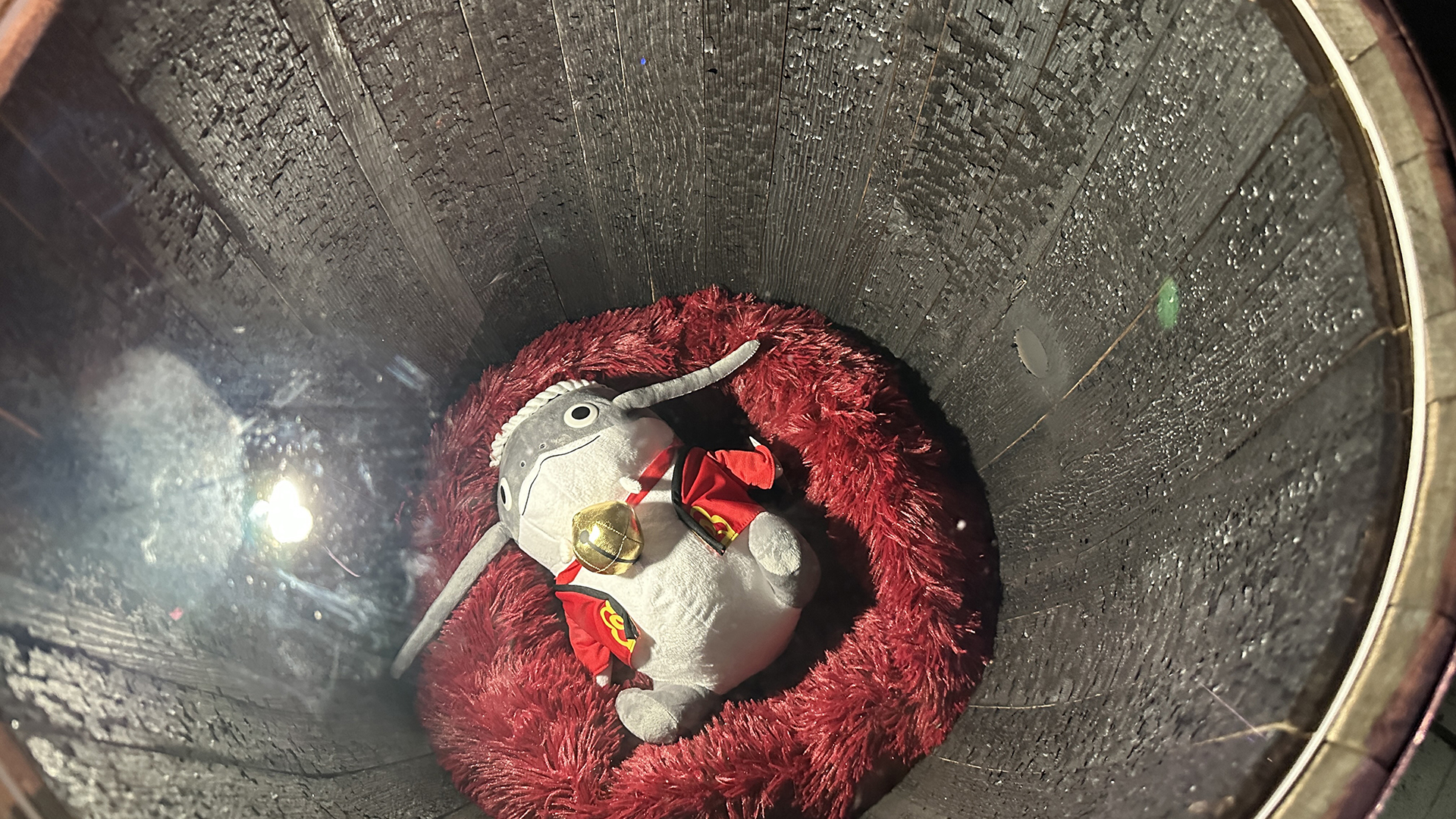 覗き込むと中にナマズオが！