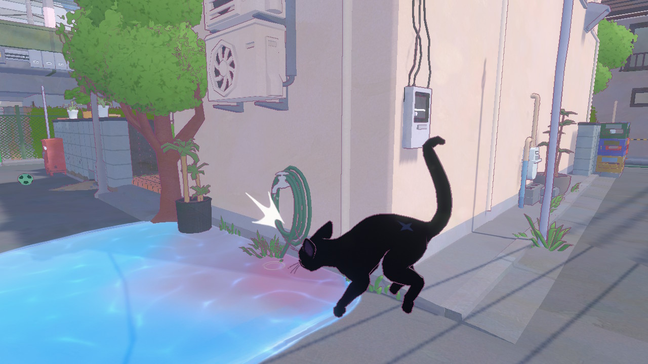 黒猫は水や犬が苦手。近づいたり触れるとびっくりしてしまう