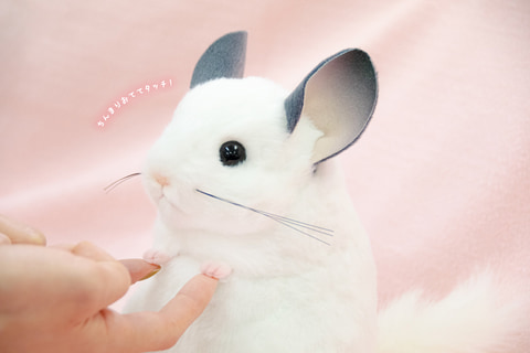 チンチラ ぬいぐるみ ふわふわかわいい吉徳の「チンチラ」ぬいぐるみが6月下旬に再販