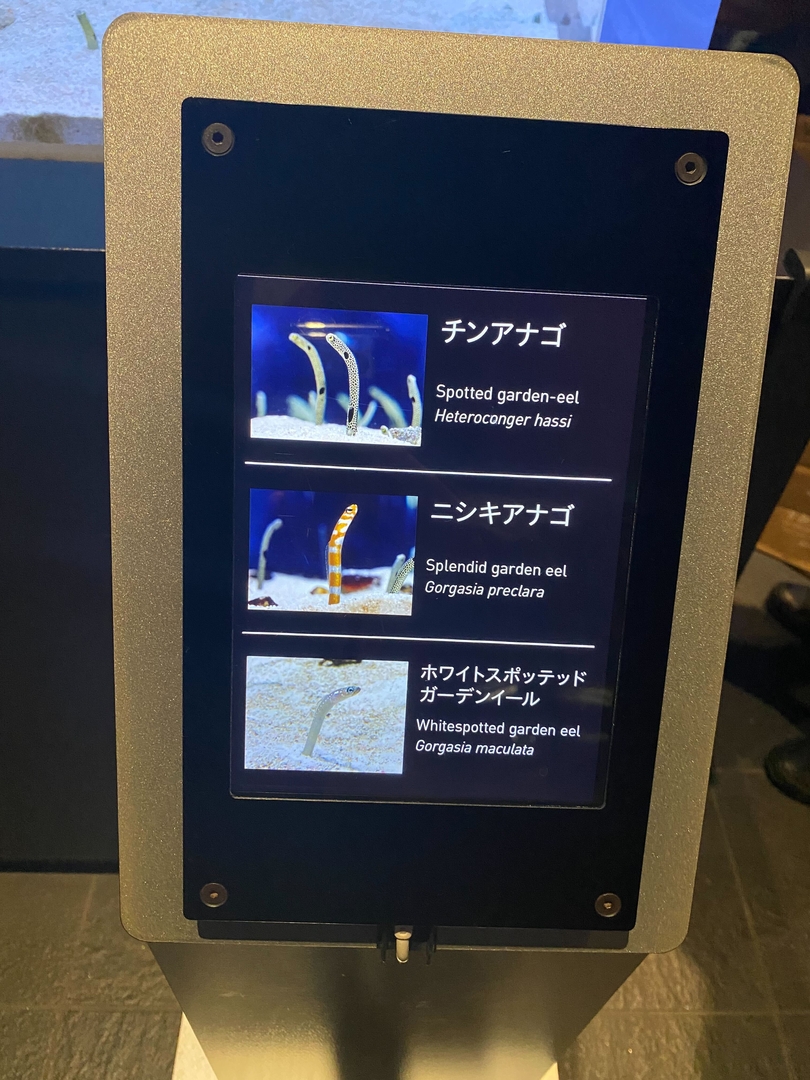 3種のチンアナゴは「大チンアナゴ祭」のクイズにもなっている