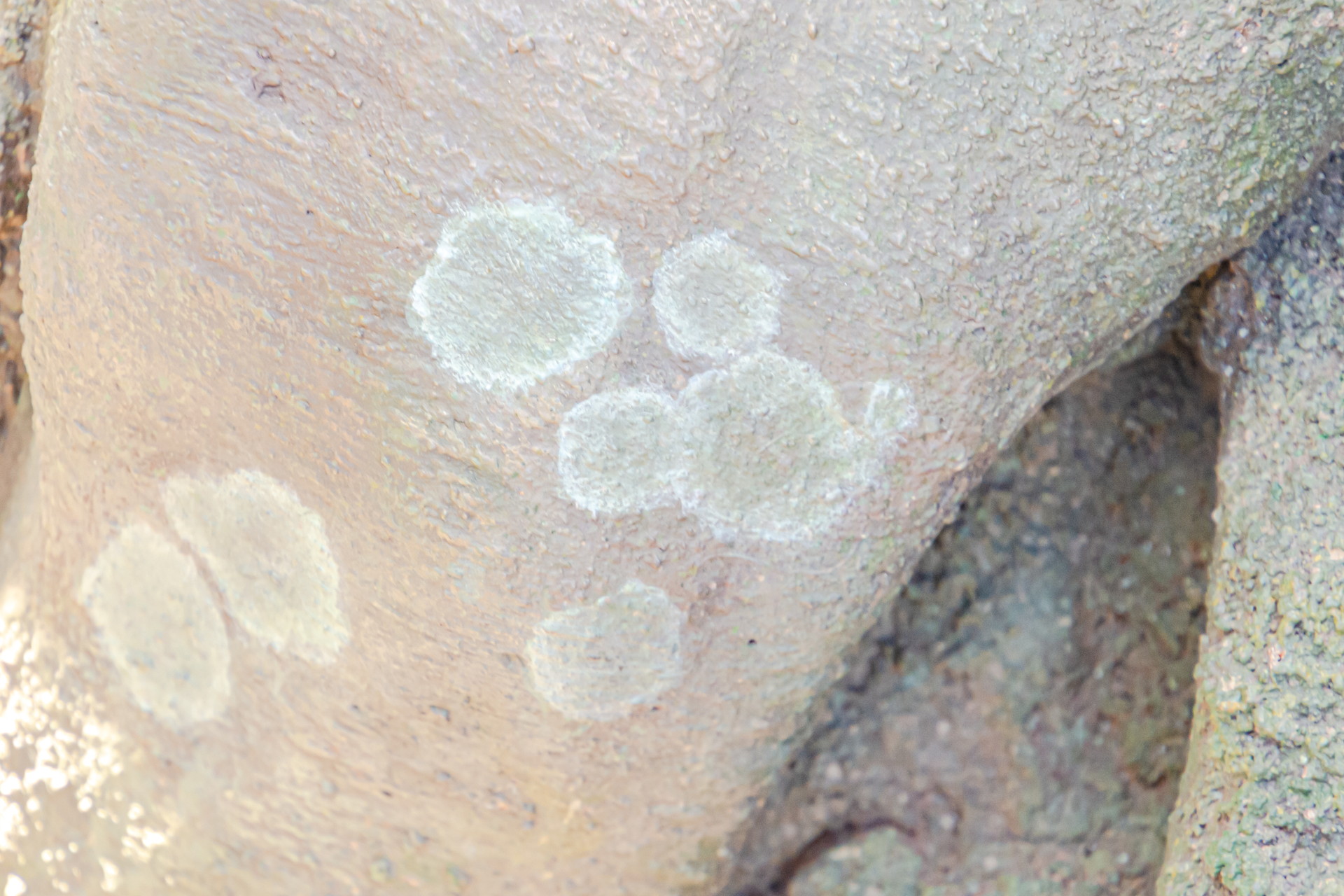 これらは隠れミッキーで間違いないはず！