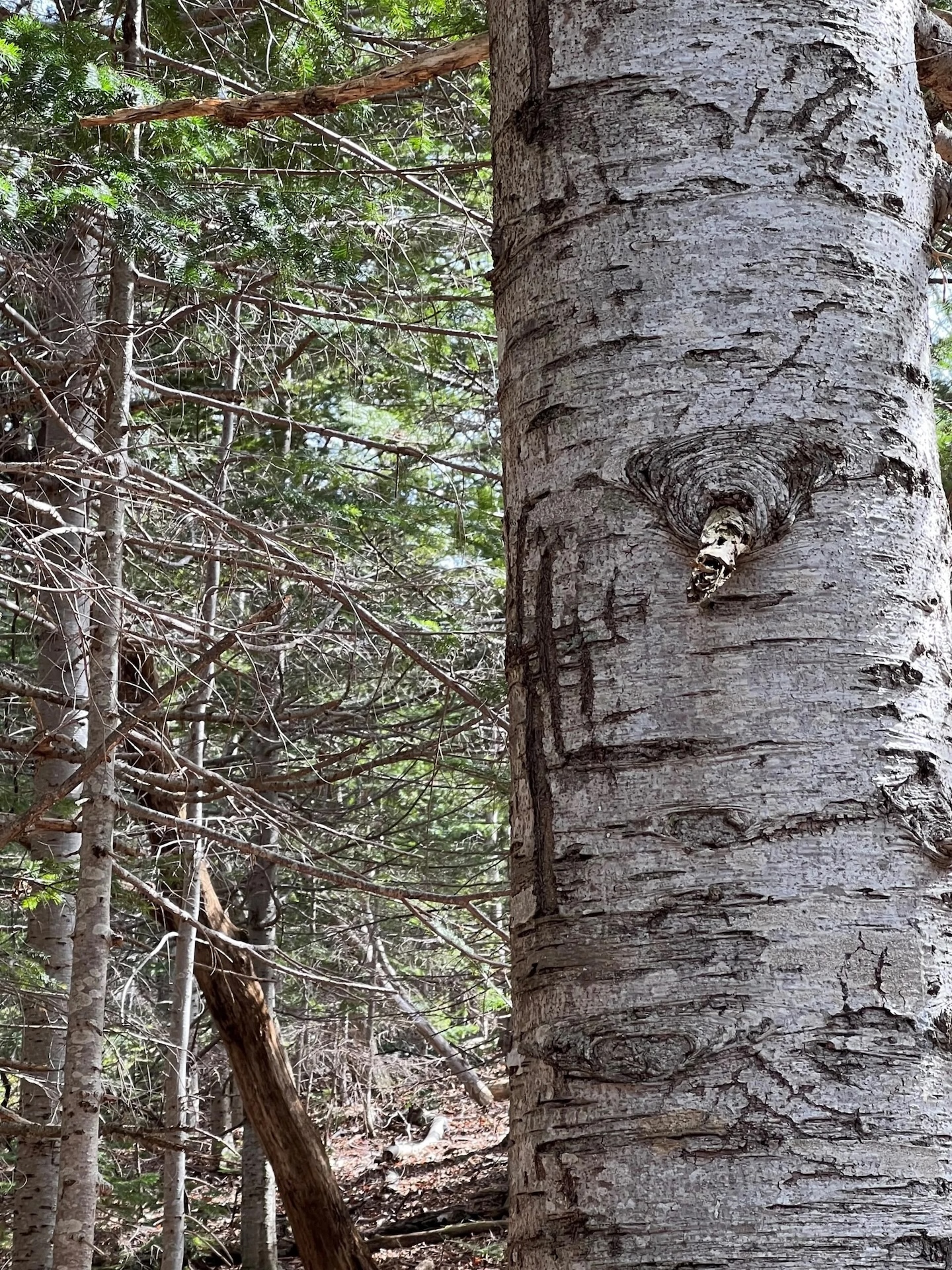 木に刻まれた爪痕