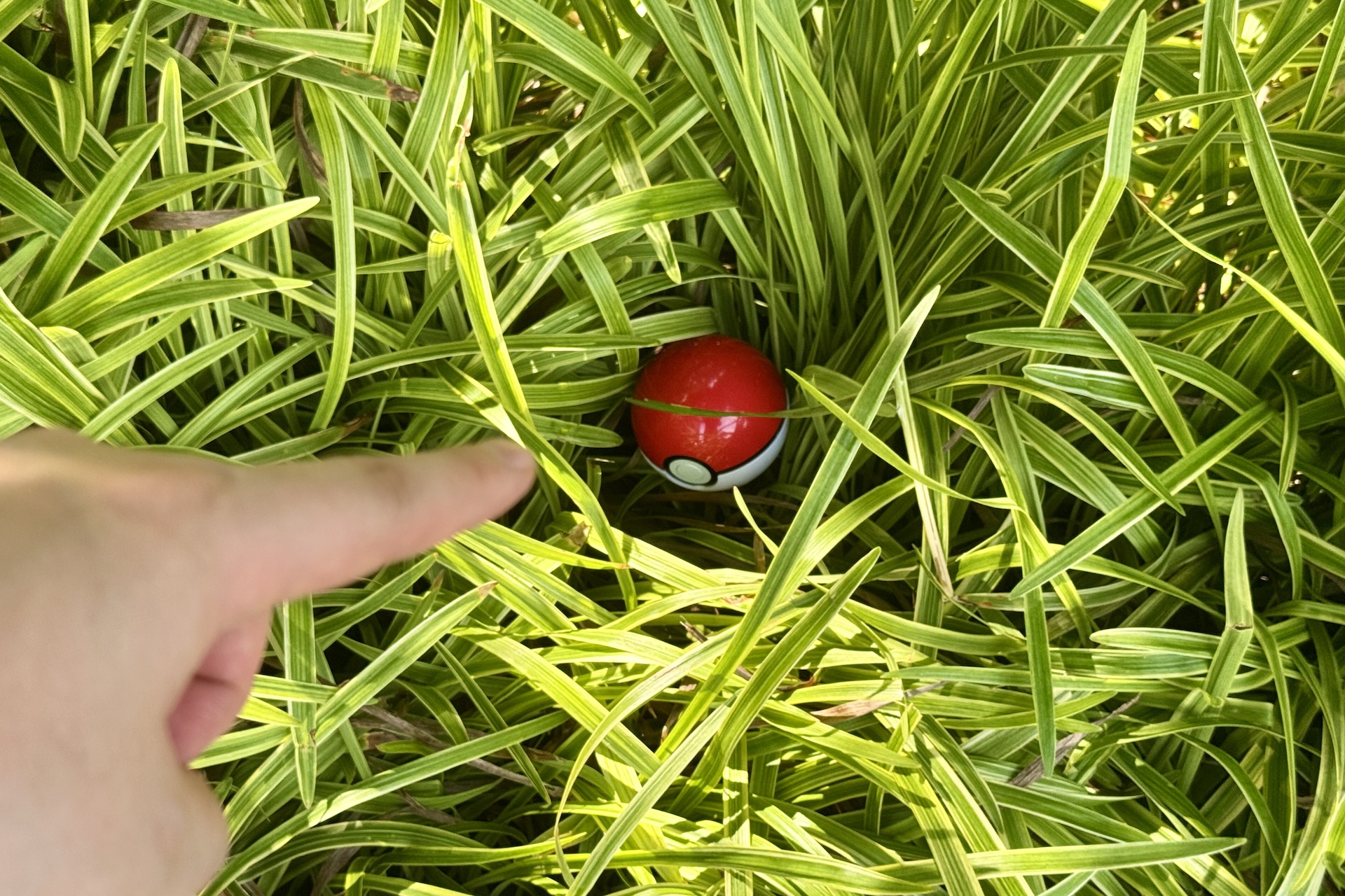 草むらに1つのモンスターボールが。くまなく探索すると色々発見がありそうだ