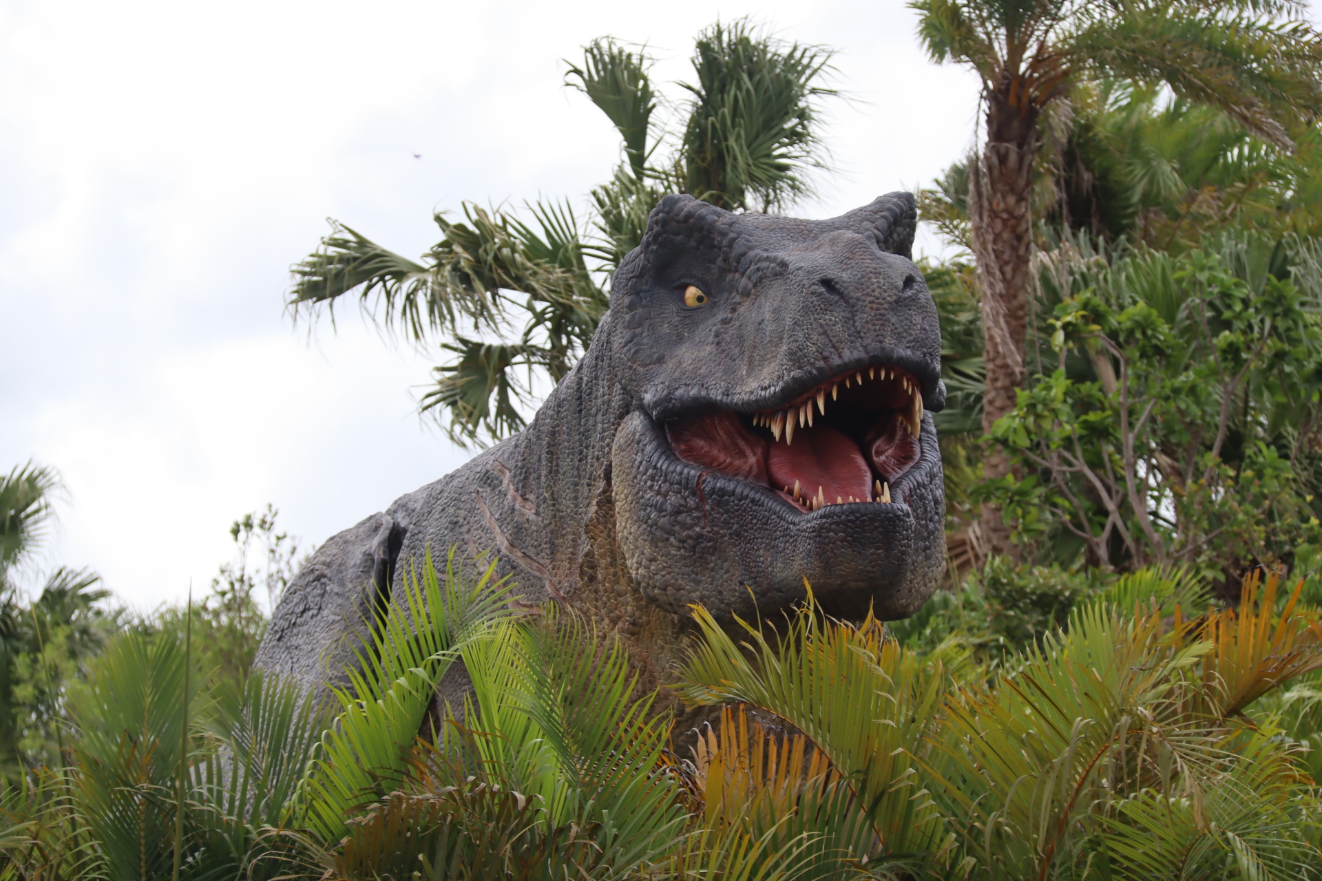 ダイナソー サファリ