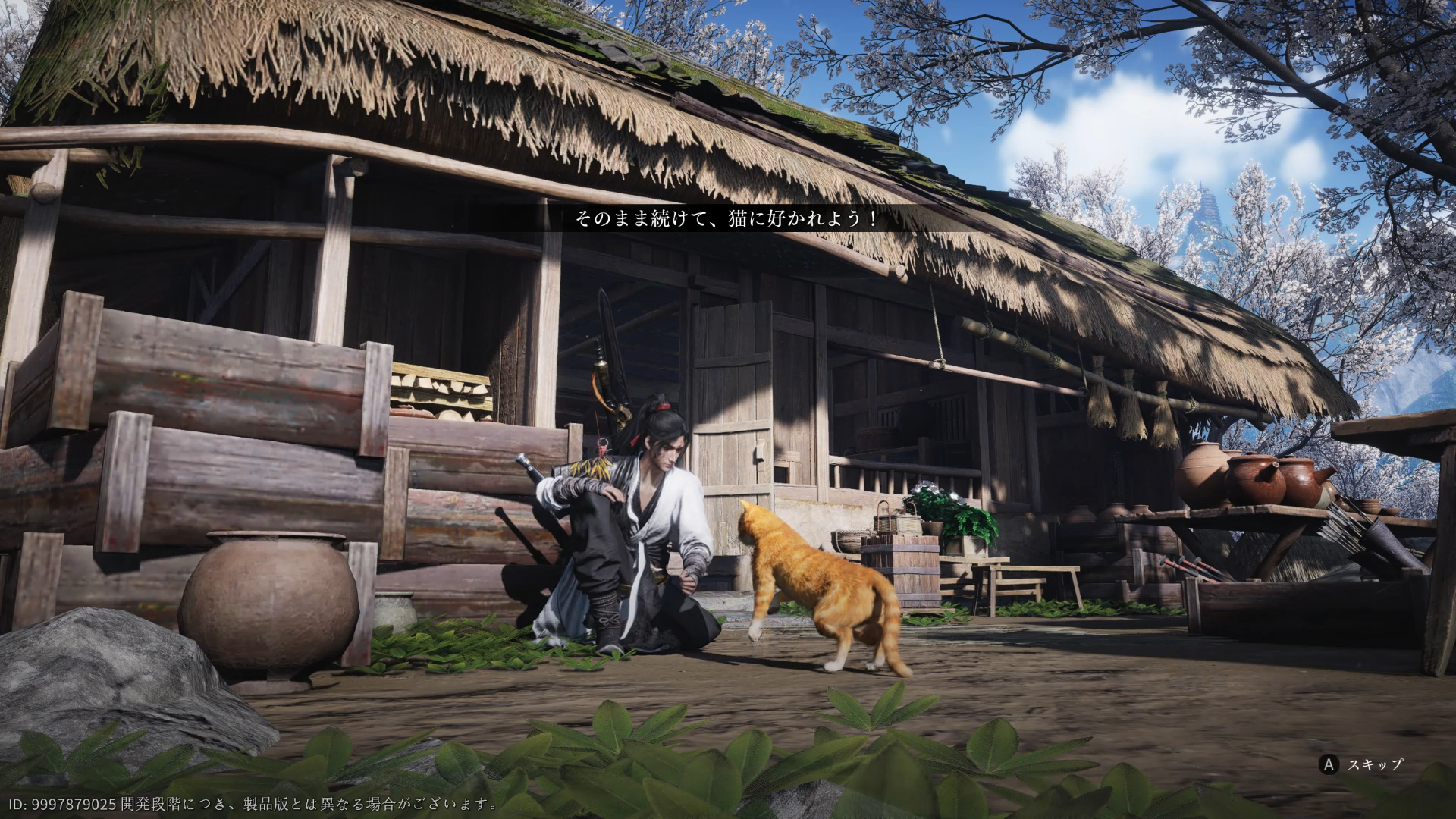 あちこちにいる猫