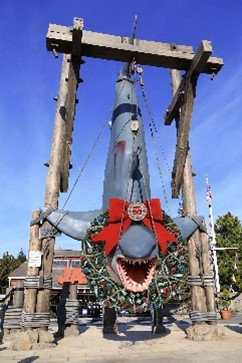 ハンギング・シャーク