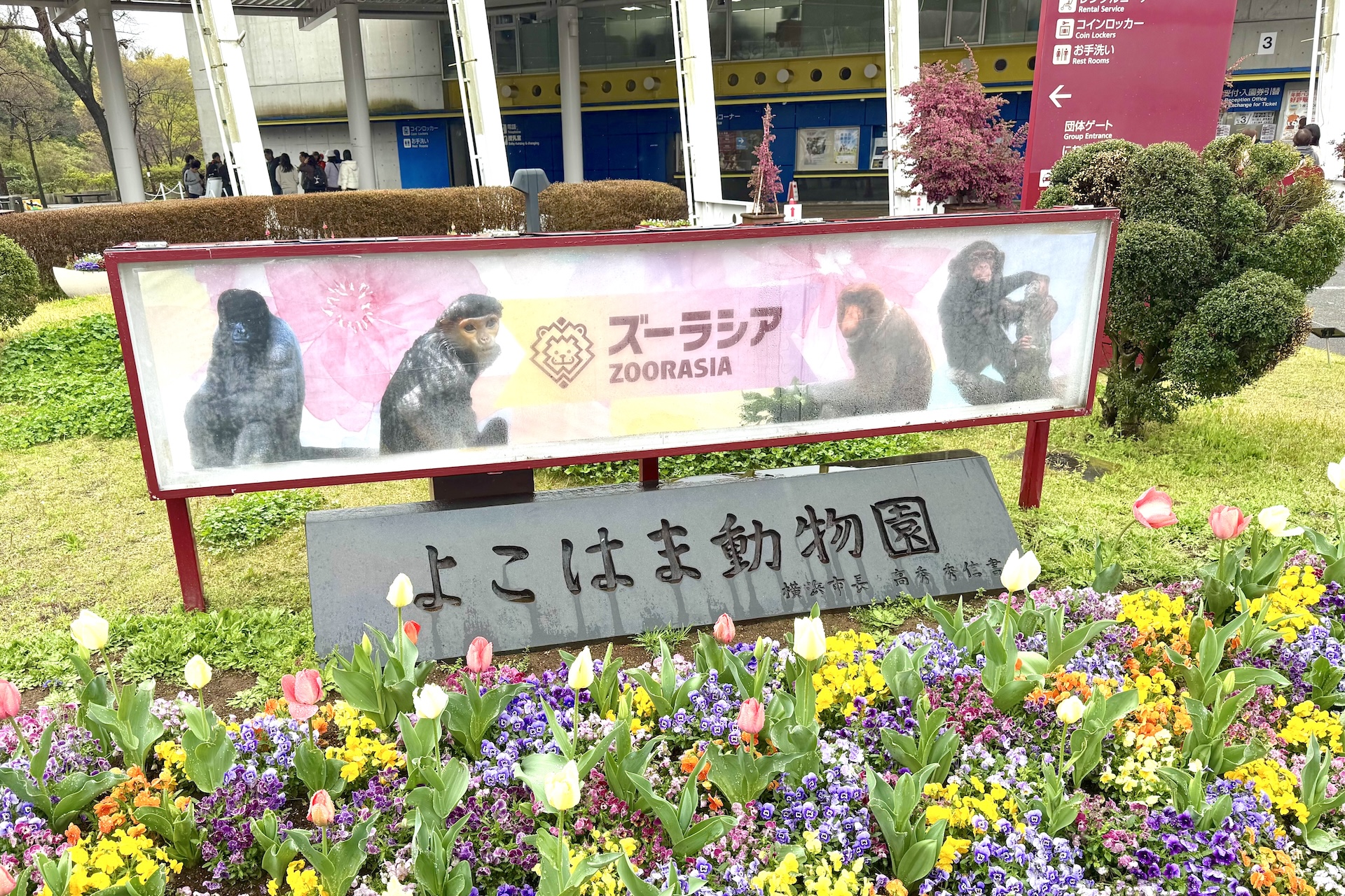 この日はあいにくの天気だったが、園内では桜が咲いていたりと、動物たちだけではない見どころもたくさん。ぜひこの機会に足を運んでみてはいかがだろうか